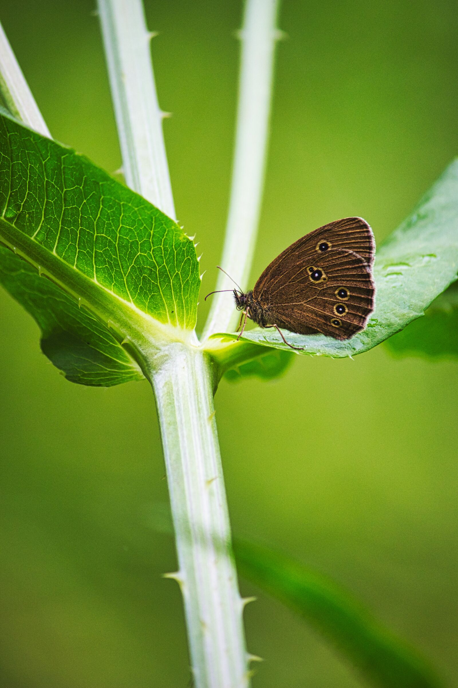 Canon EOS 600D (Rebel EOS T3i / EOS Kiss X5) sample photo. Butterflies, butterfly, nature photography