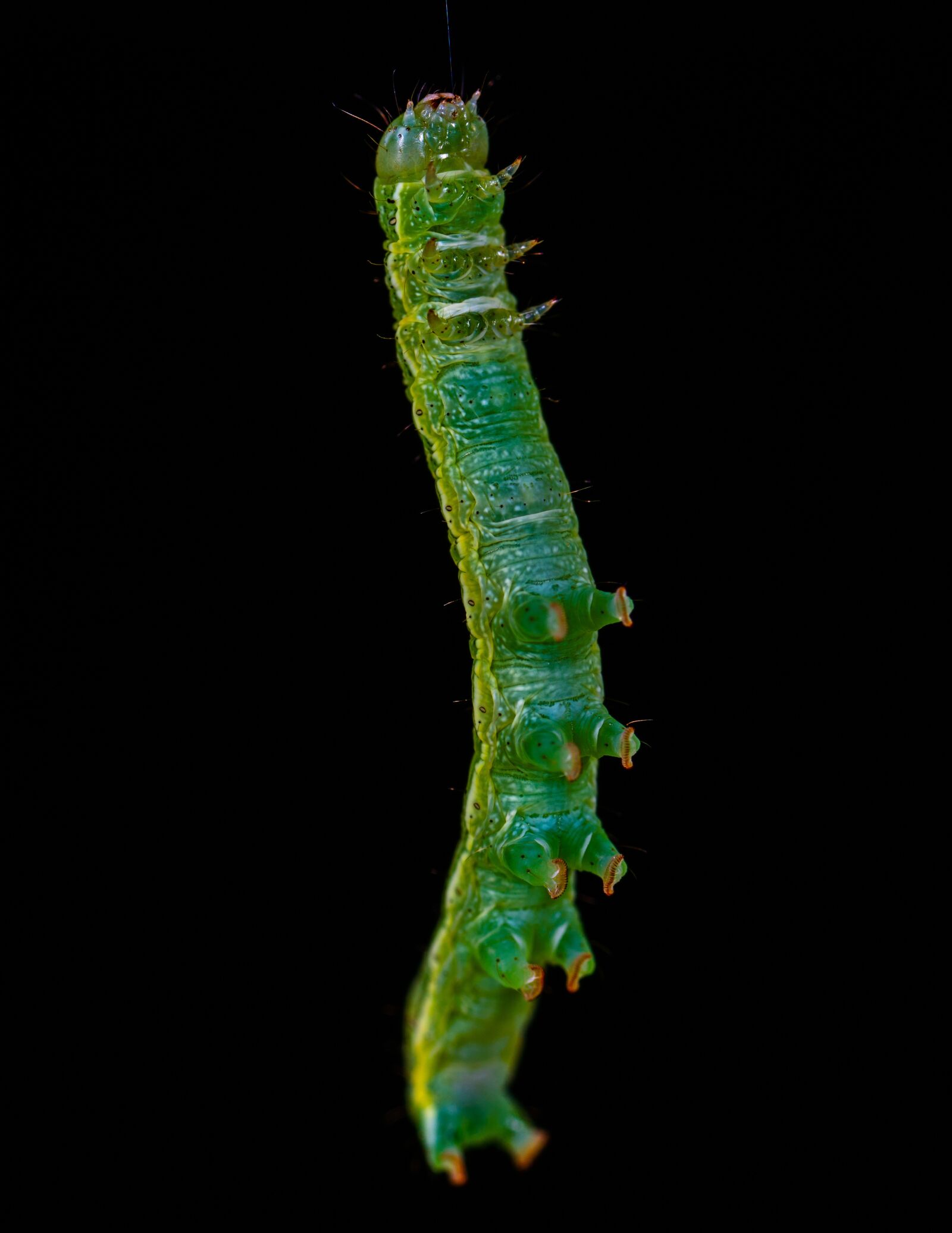 Sony a7R II sample photo. Macro, insect, bespozvonochnoe photography