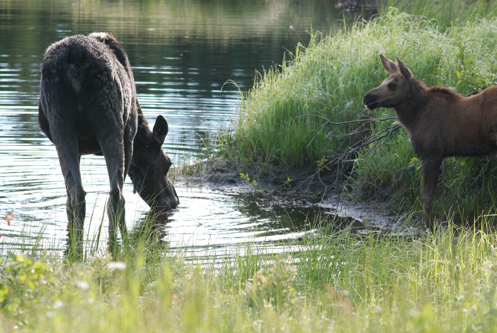 Nikon D80 sample photo. Moose, cow and calf photography