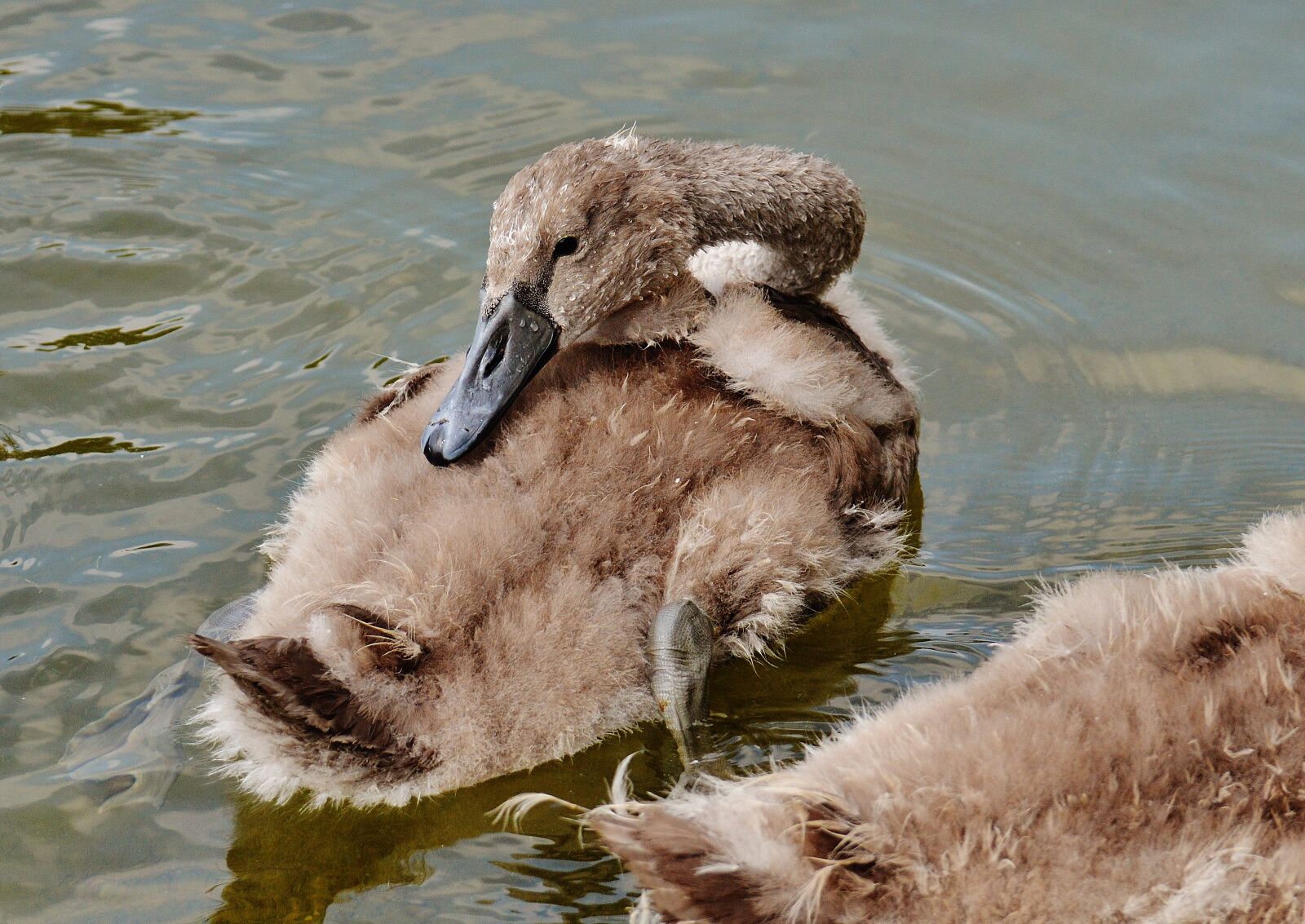 Nikon D3200 sample photo. Swan, young animal, bird photography