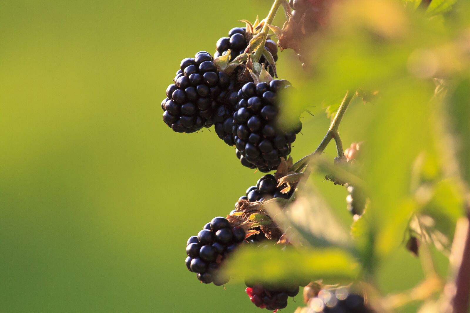 Canon EOS 50D sample photo. Blackberries, fruit, ripe photography