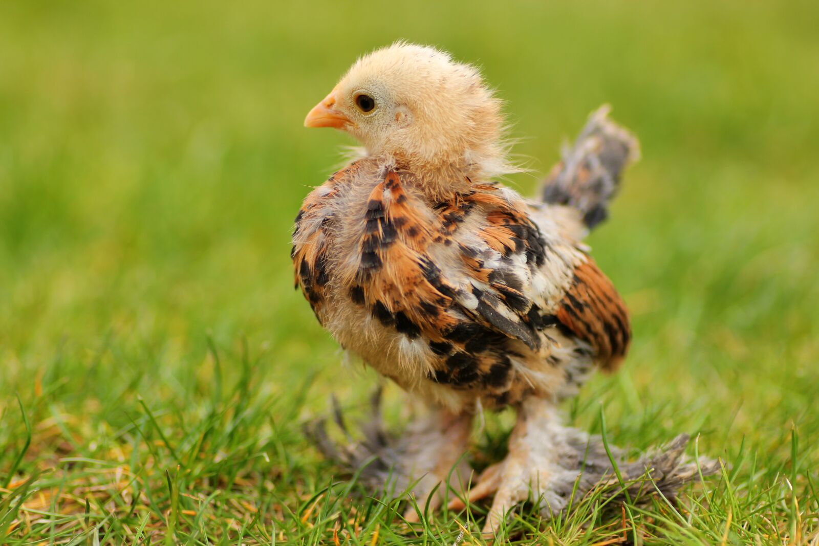 Tamron SP 90mm F2.8 Di VC USD 1:1 Macro sample photo. Chicks, easter chick, easter photography