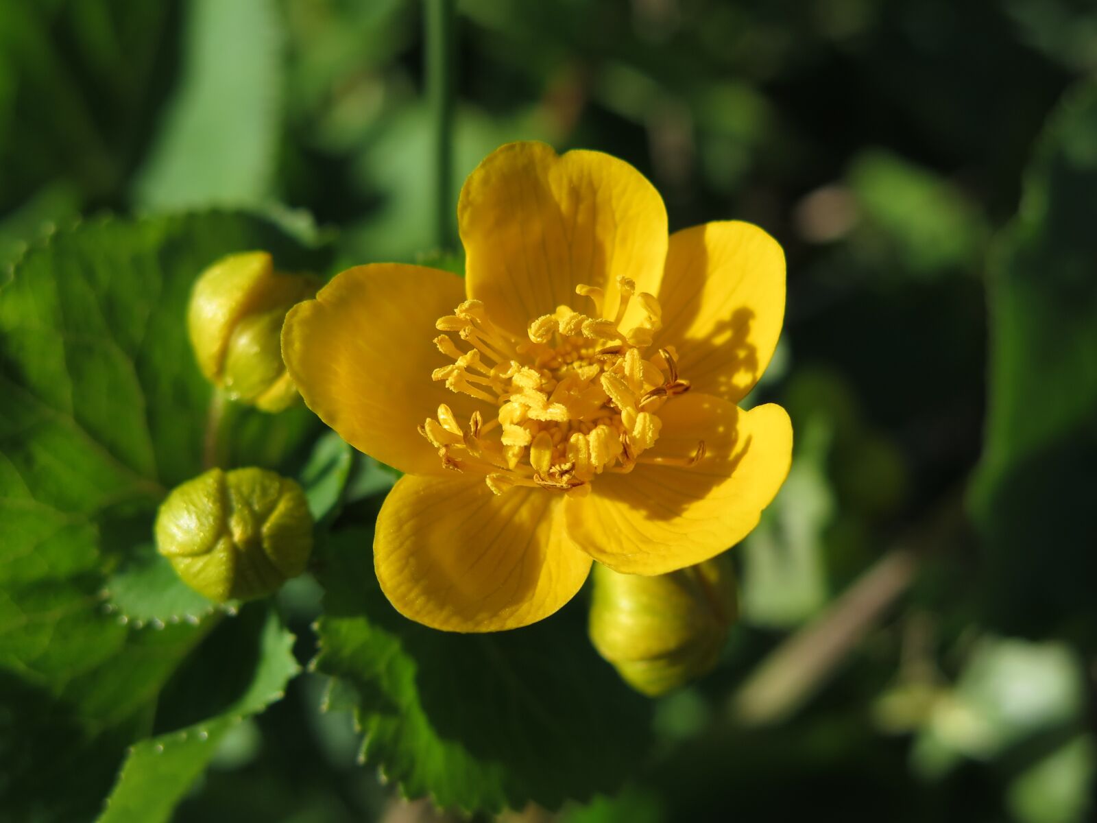 Canon PowerShot G16 sample photo. Caltha palustris, flower, yellow photography