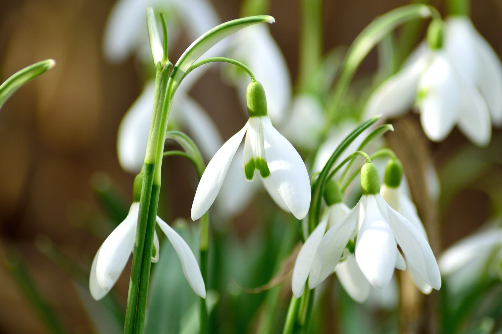 Nikon D3300 sample photo. Snowdrop, spring, close up photography