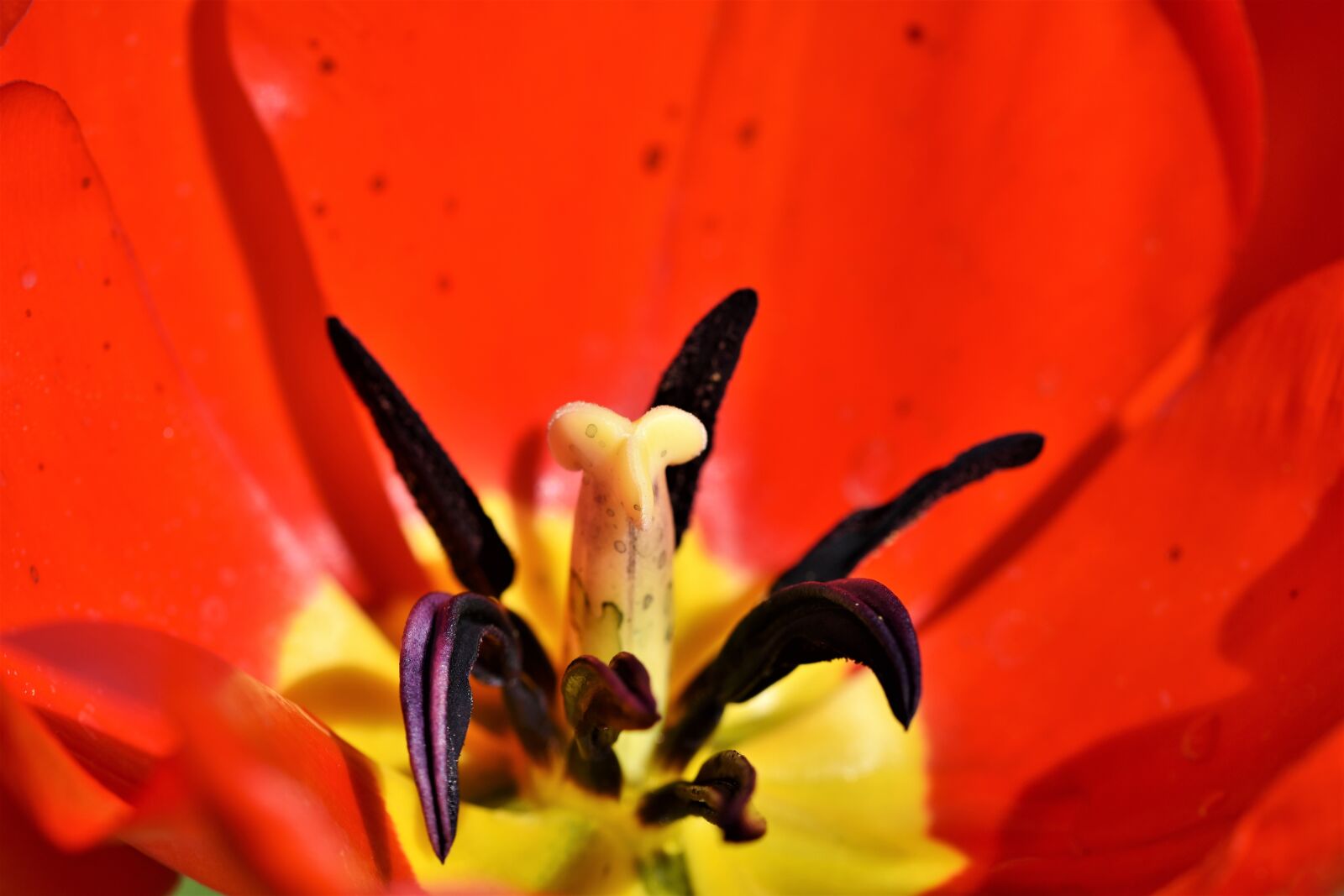 Nikon D7200 sample photo. Tulip, tulpenbluete, tulip field photography
