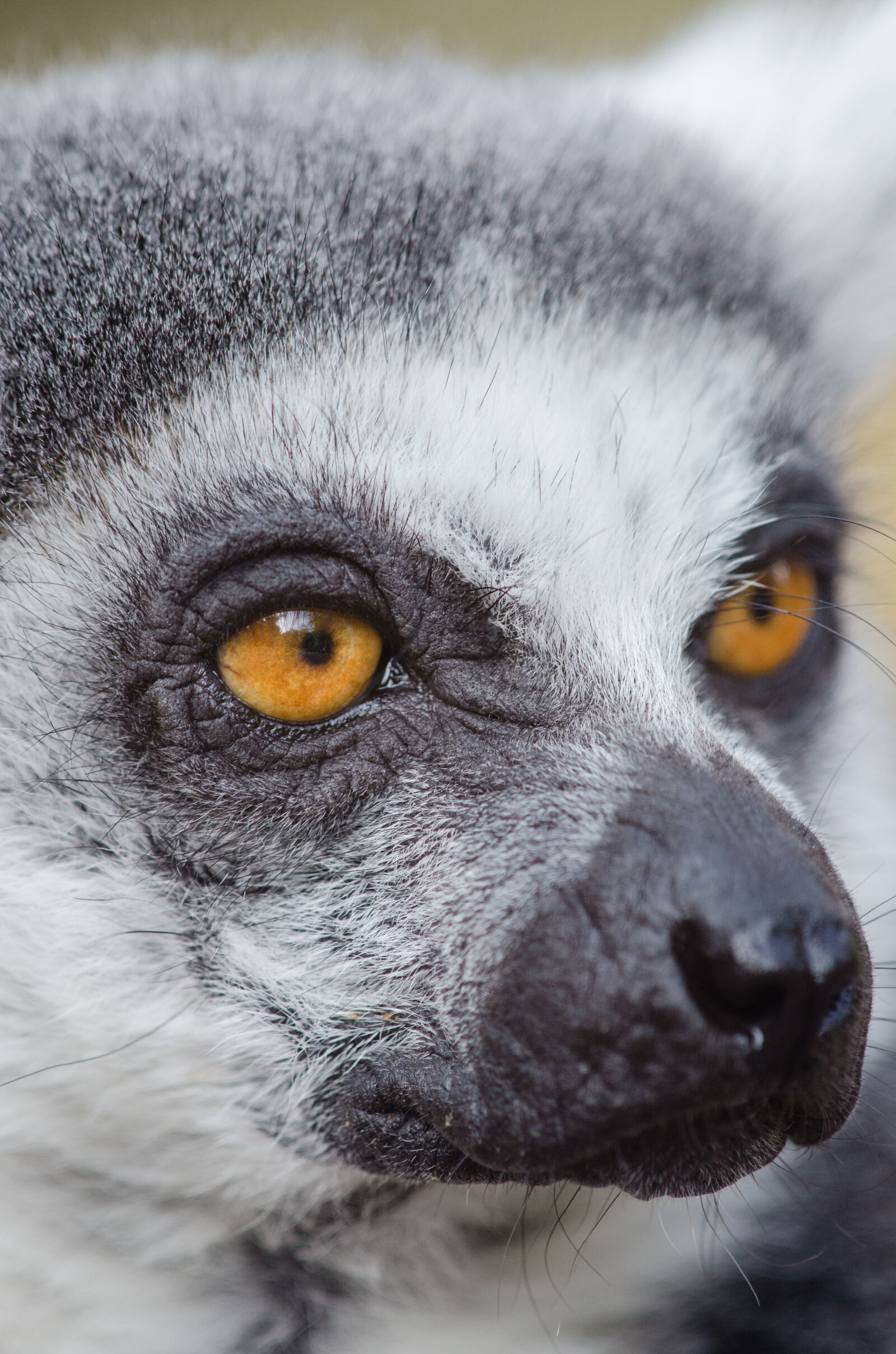 Nikon D7000 + Sigma APO Tele Macro 300mm F4 sample photo