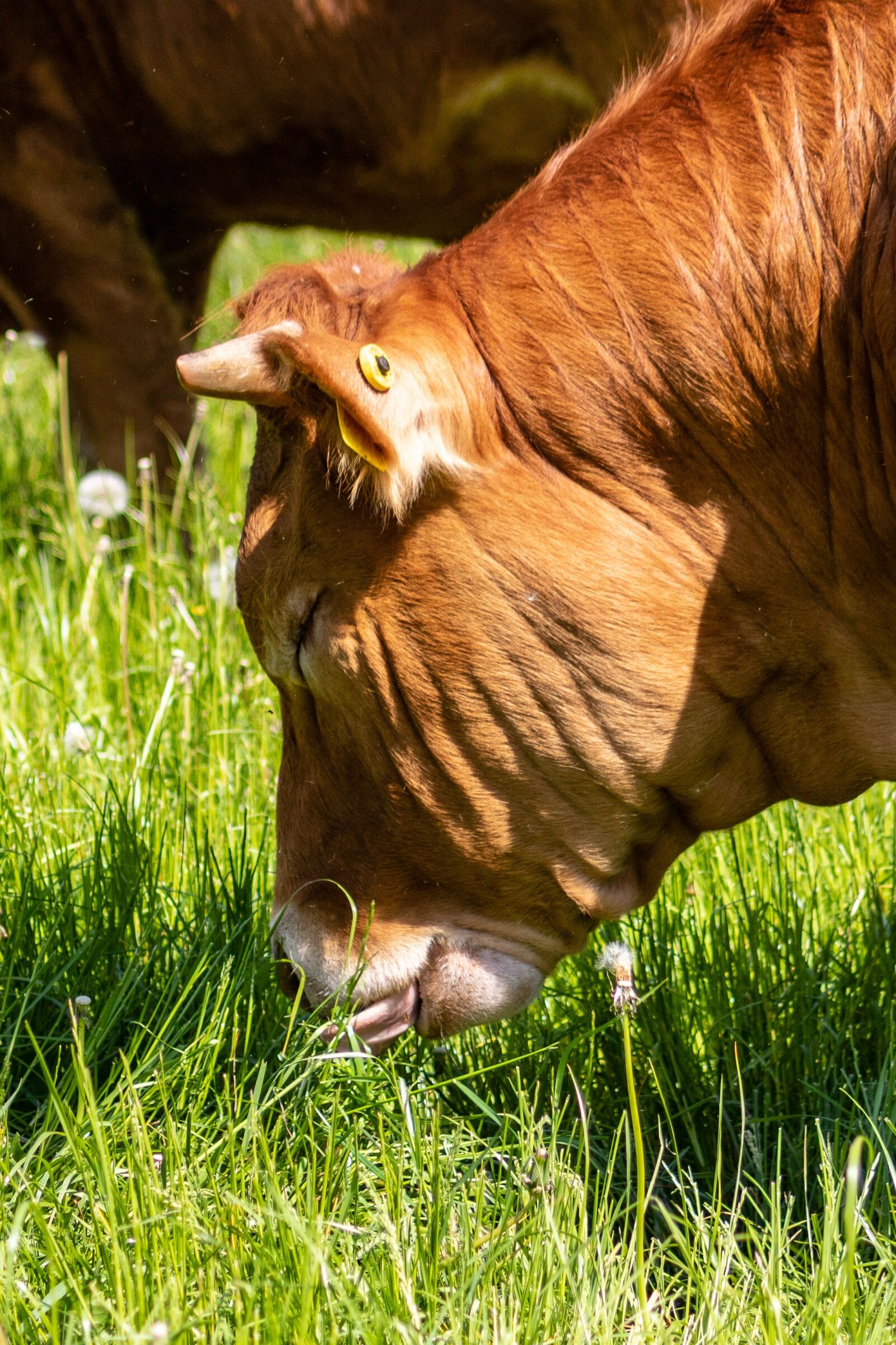 Canon EOS 750D (EOS Rebel T6i / EOS Kiss X8i) sample photo. Heifer, heavy, grass photography