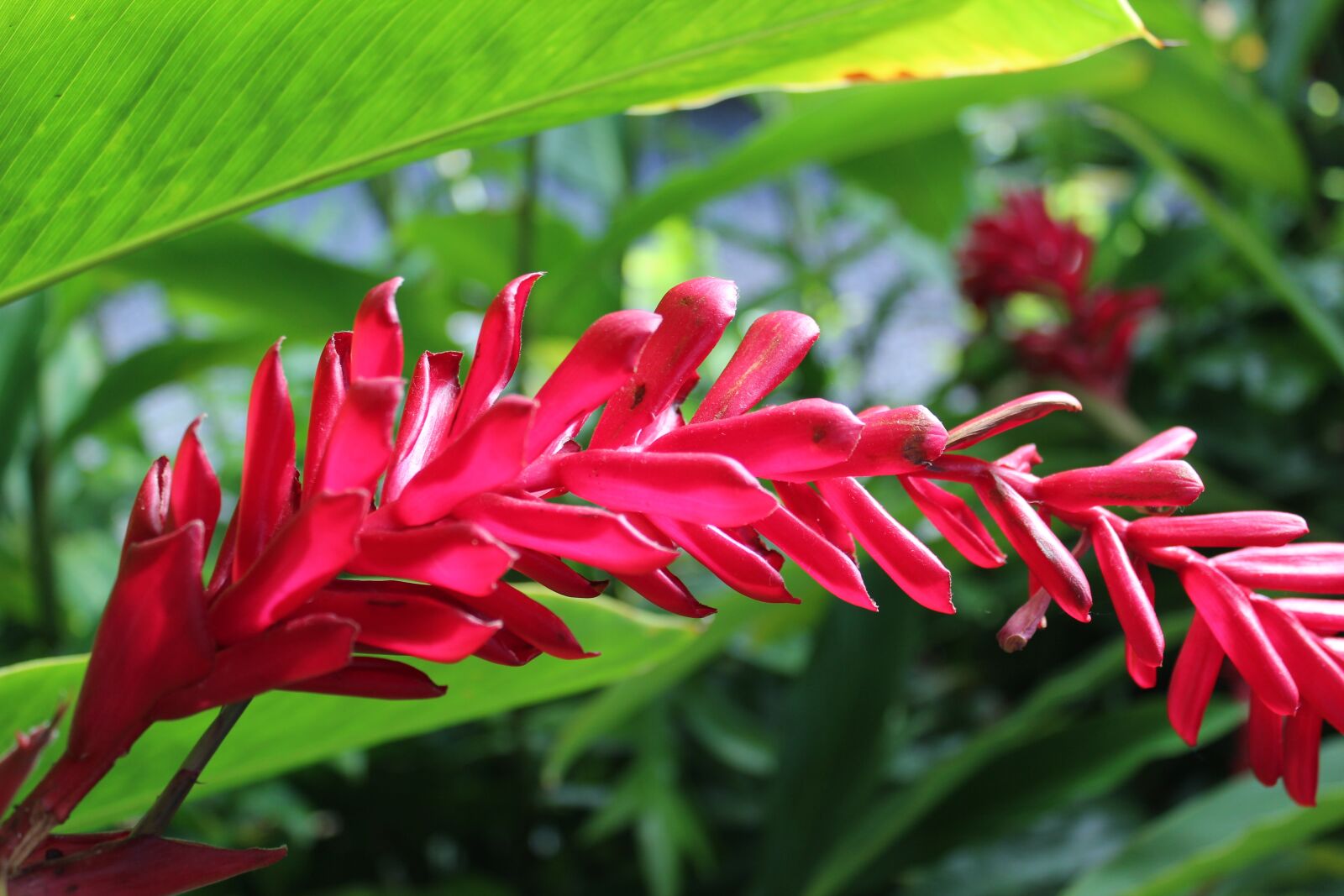 Canon EOS 600D (Rebel EOS T3i / EOS Kiss X5) sample photo. Tropical plant, greenery, floral photography