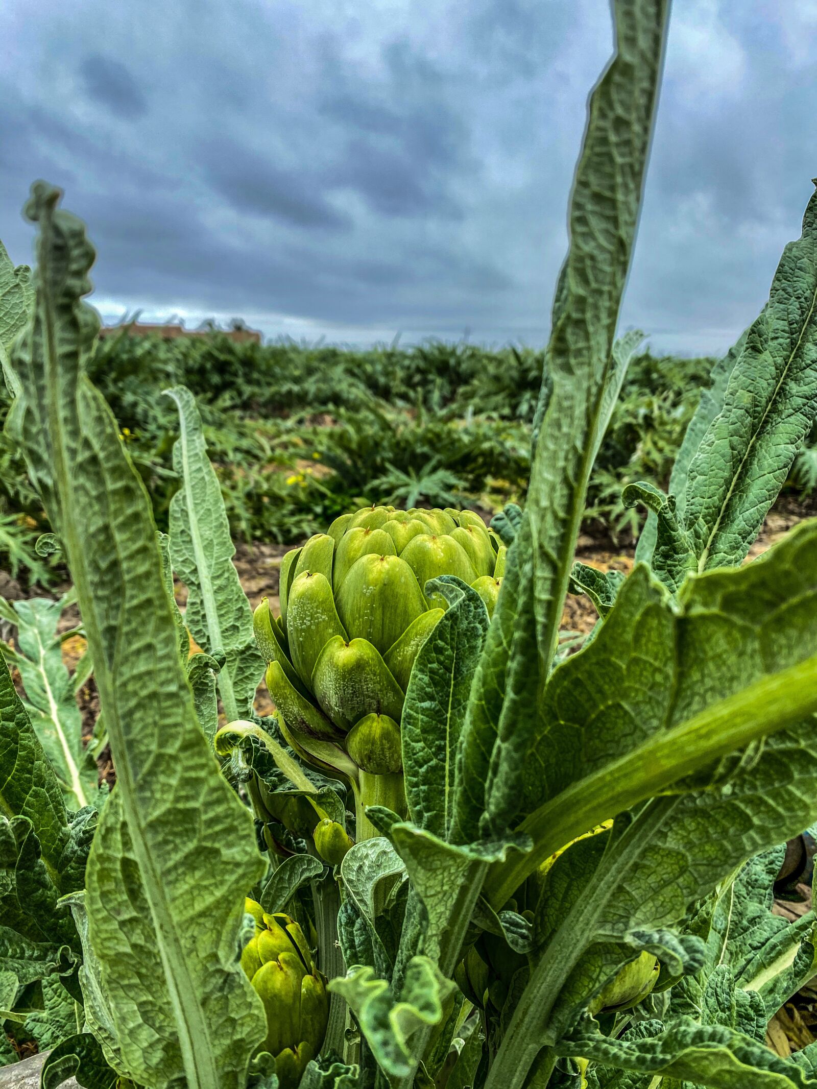 Apple iPhone 11 Pro sample photo. Artichokes, castroville, california photography