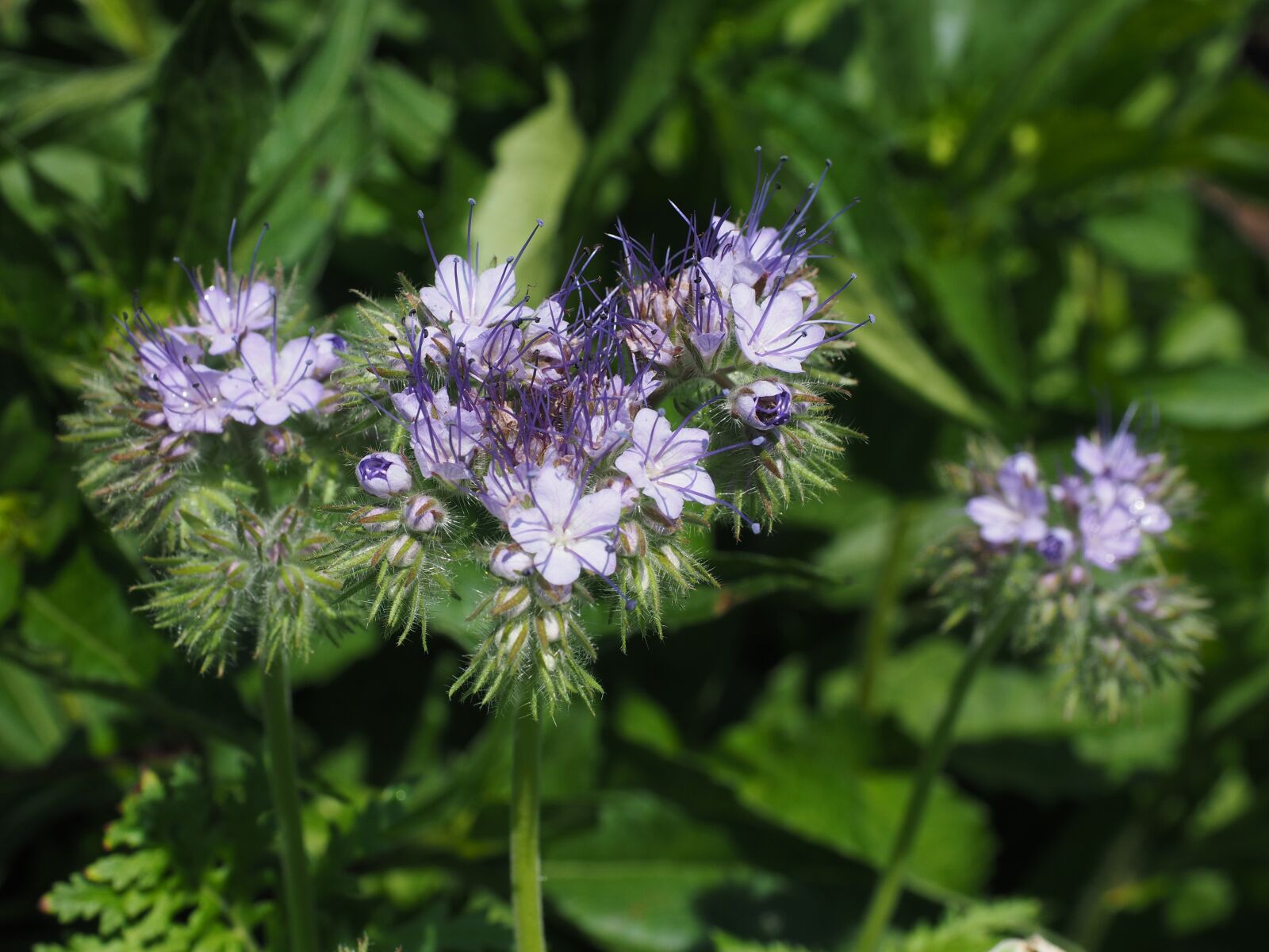 Olympus OM-D E-M1 + Olympus M.Zuiko Digital ED 12-40mm F2.8 Pro sample photo. Bueschelschoen, tufted flower, phacelia photography