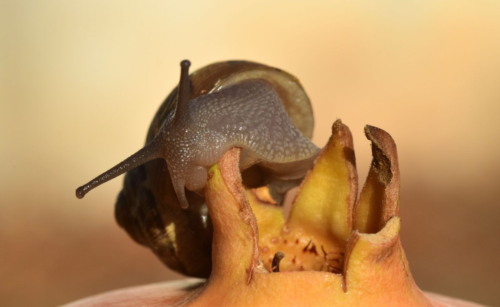 Nikon D3300 sample photo. Snail, pomegranate, close up photography