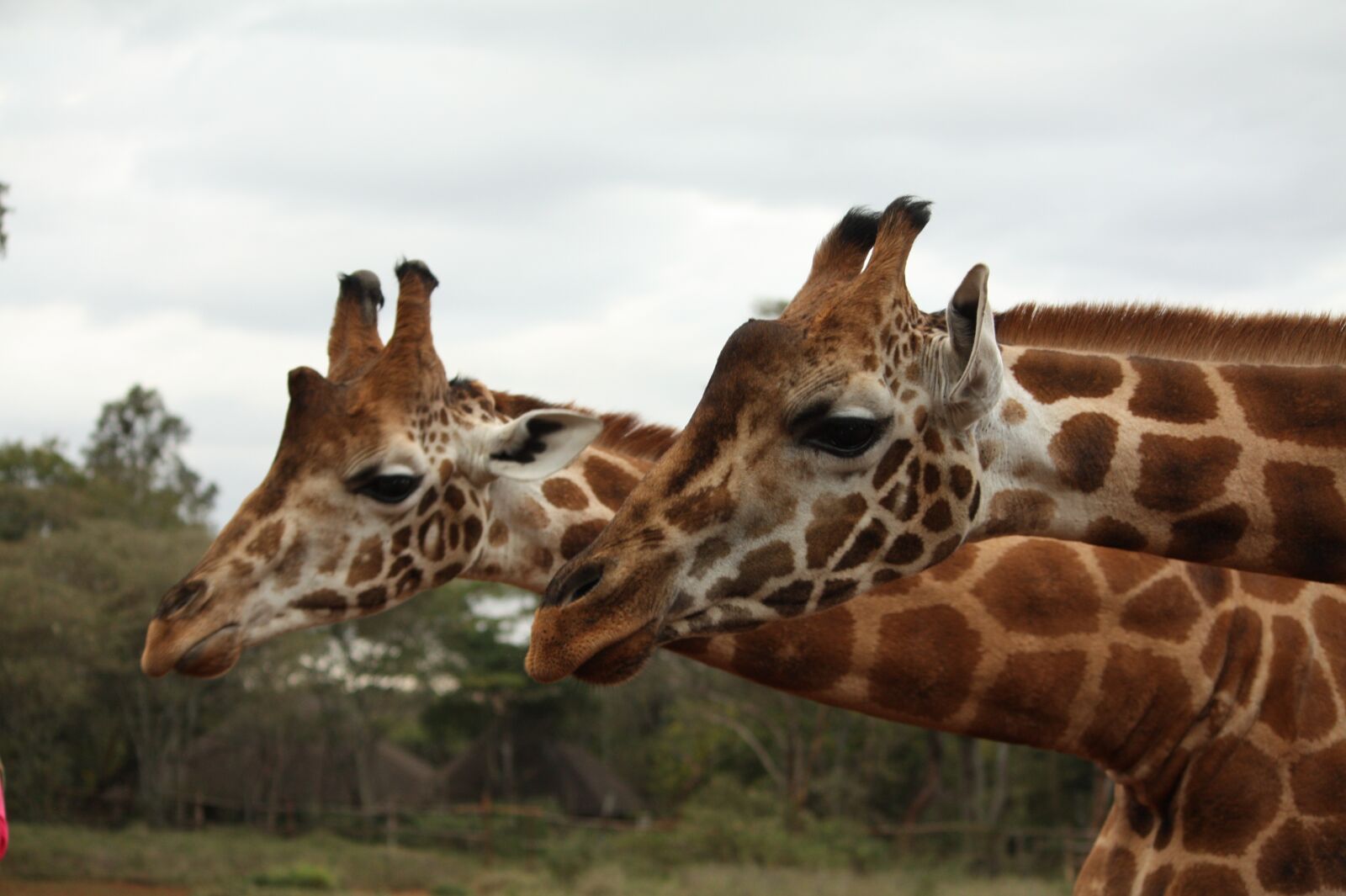 Canon EOS 450D (EOS Rebel XSi / EOS Kiss X2) sample photo. Giraffes, africa, kenya photography