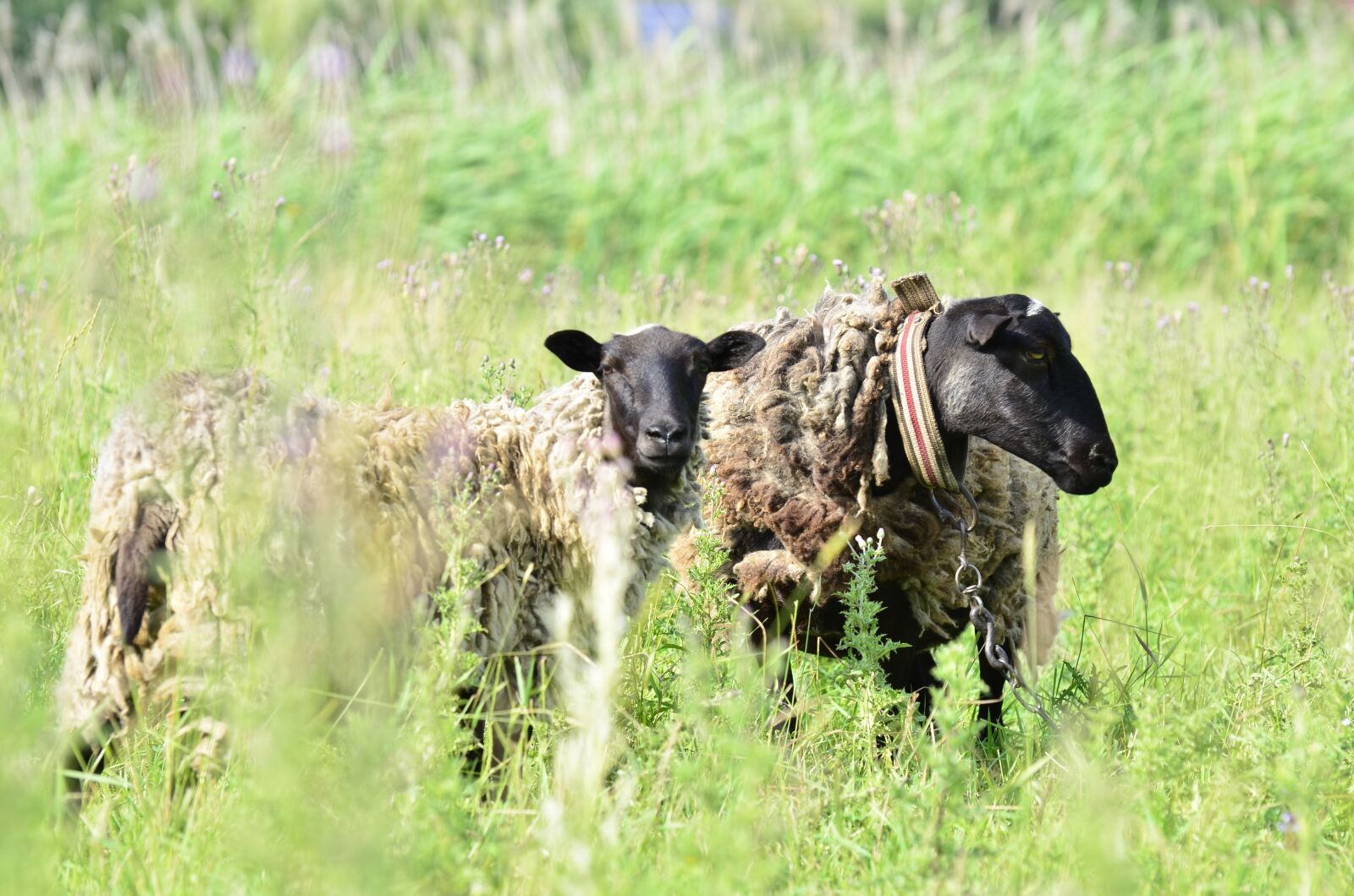 Nikon D7000 sample photo. Sheep, meadow, summer photography