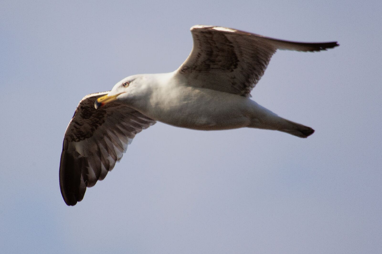 Canon EOS 5D Mark II sample photo. Seagull, bird, ali photography