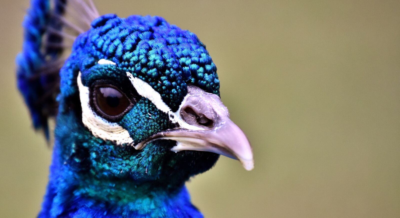 Nikon D7200 sample photo. Peacock, bird, animal photography