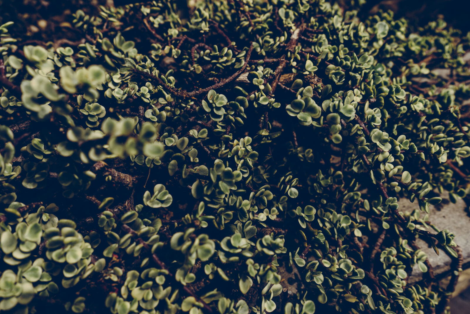 Sony a7 II + Sony FE 28-70mm F3.5-5.6 OSS sample photo. Blur, botanical, close, up photography