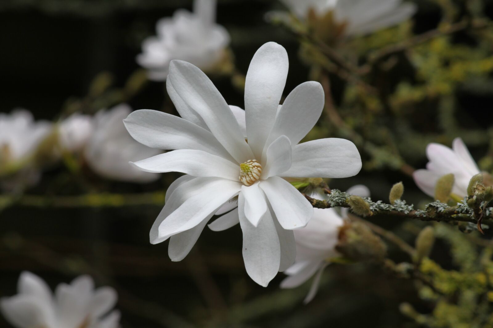 Canon EOS 50D sample photo. Magnolia, stellata, flower photography