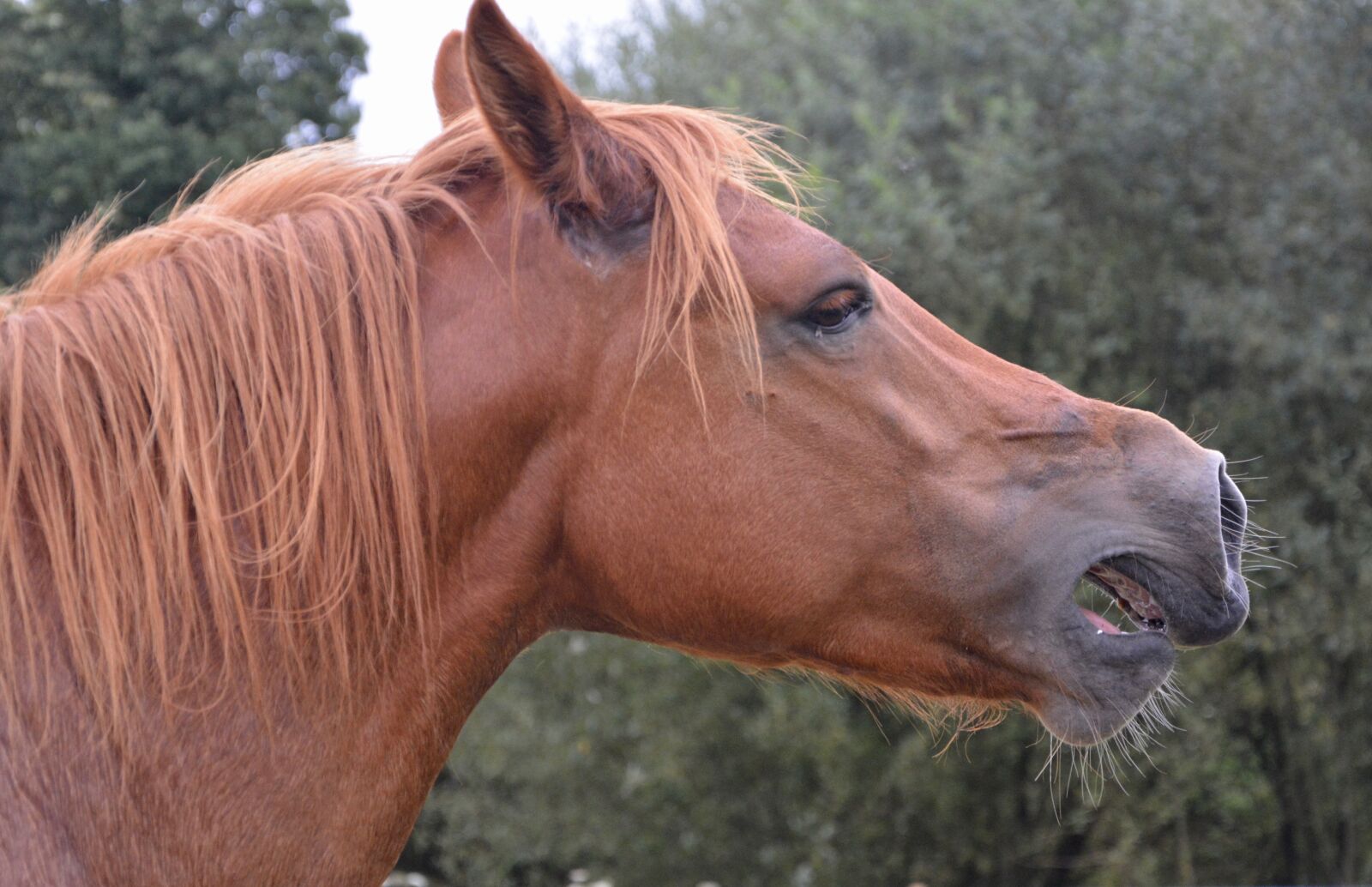 Nikon D5200 sample photo. Cheval hennit, the horse photography