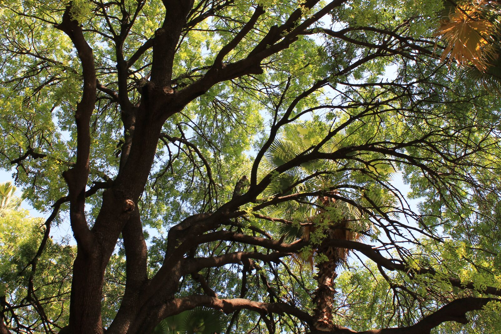 Canon EOS 1100D (EOS Rebel T3 / EOS Kiss X50) sample photo. Trees, leaves, nature photography