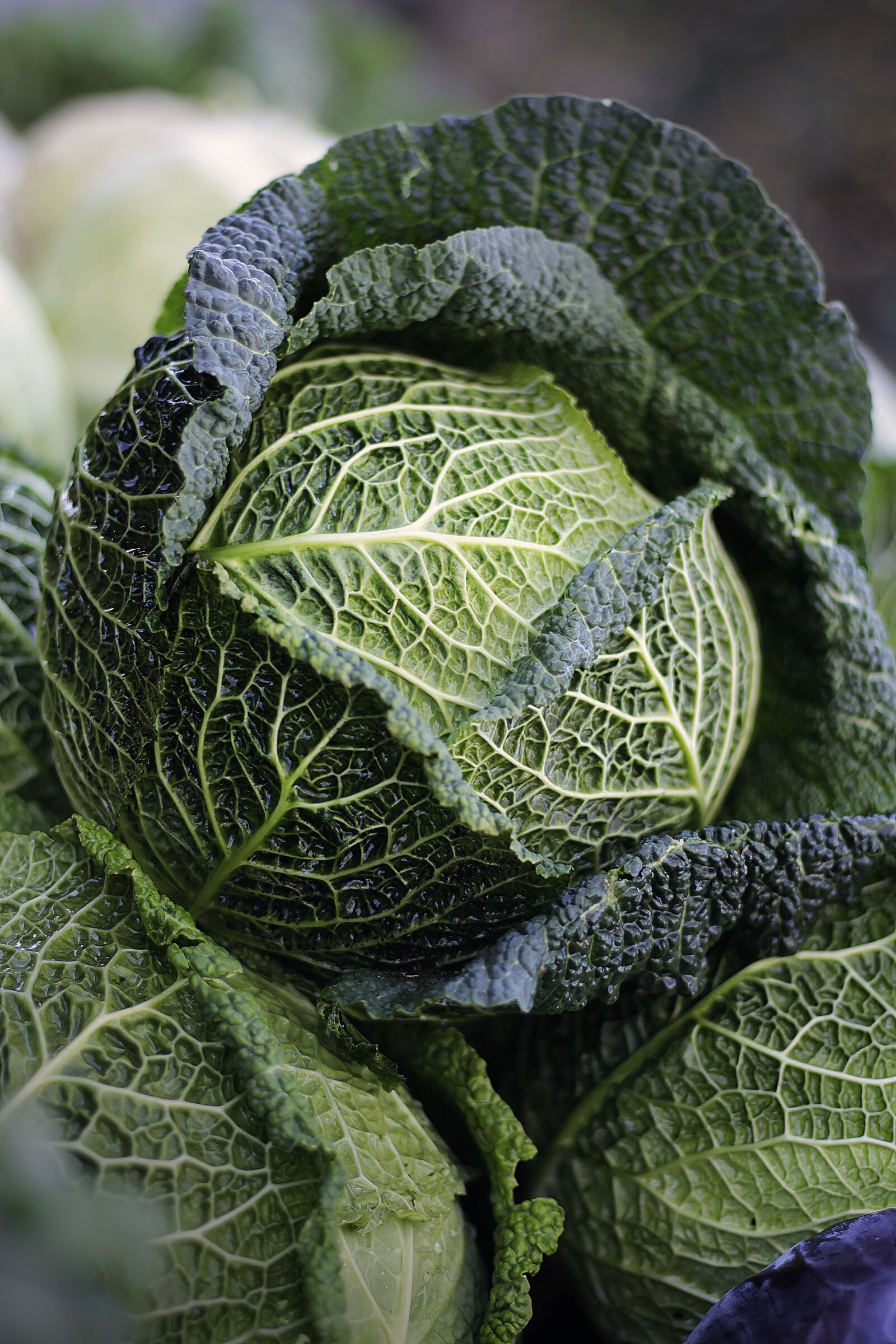 Canon EOS 100D (EOS Rebel SL1 / EOS Kiss X7) sample photo. Savoy, savoy cabbage, cabbage photography