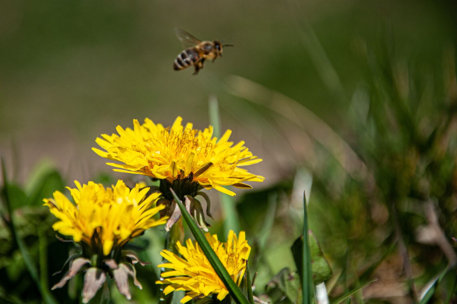 Nikon D90 sample photo. Yellow flower, bee, sunflower photography