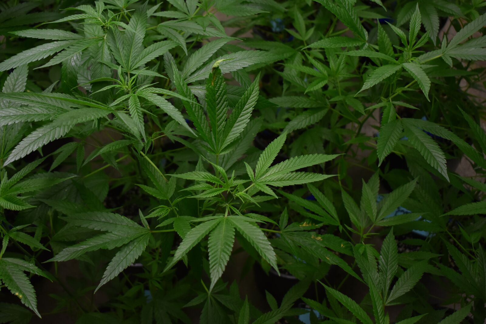 Nikon D3400 sample photo. Cannabis, marijuana, hemp photography