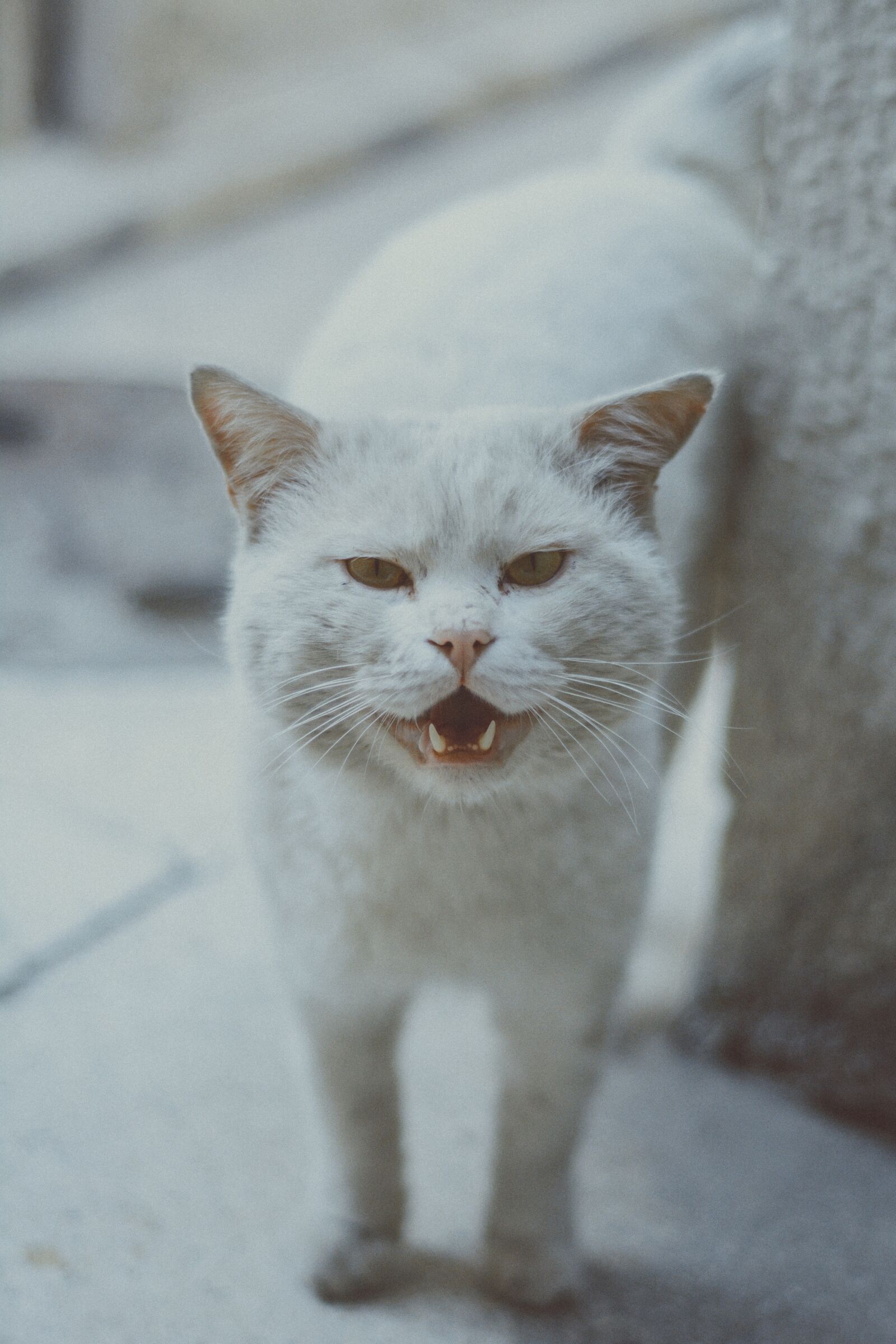 Nikon D7100 sample photo. Cat, white, white cat photography