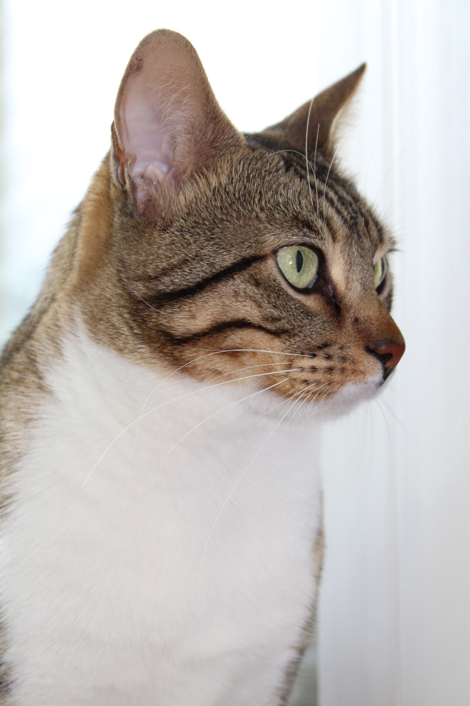 Canon EOS 1300D (EOS Rebel T6 / EOS Kiss X80) sample photo. Cat cat, pat, animal photography