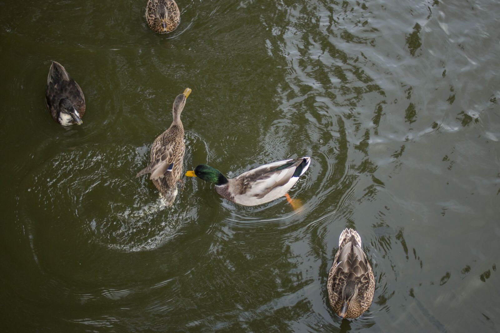 Canon EOS 70D + Canon EF 35mm F2 sample photo. Duck, pond, swim photography