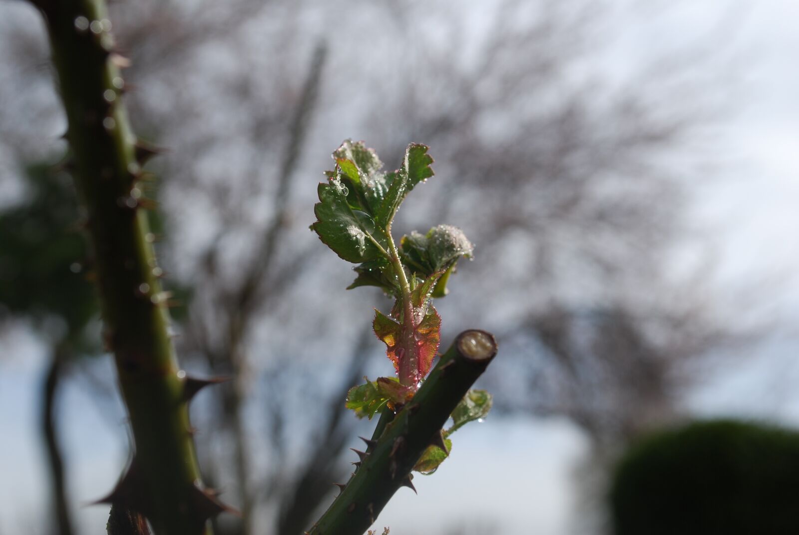 Nikon D60 sample photo. Tree, branch, plant photography