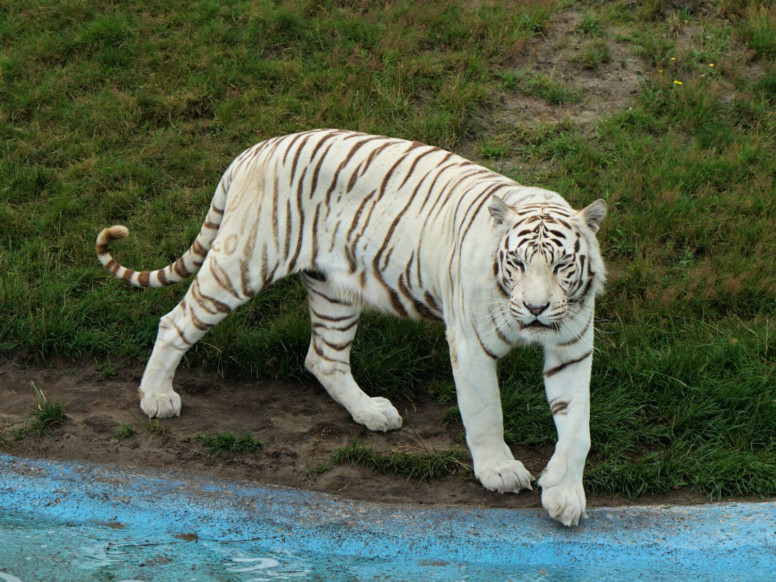 Sony a7 II + Sony Vario Tessar T* FE 24-70mm F4 ZA OSS sample photo. White tiger, king tiger photography