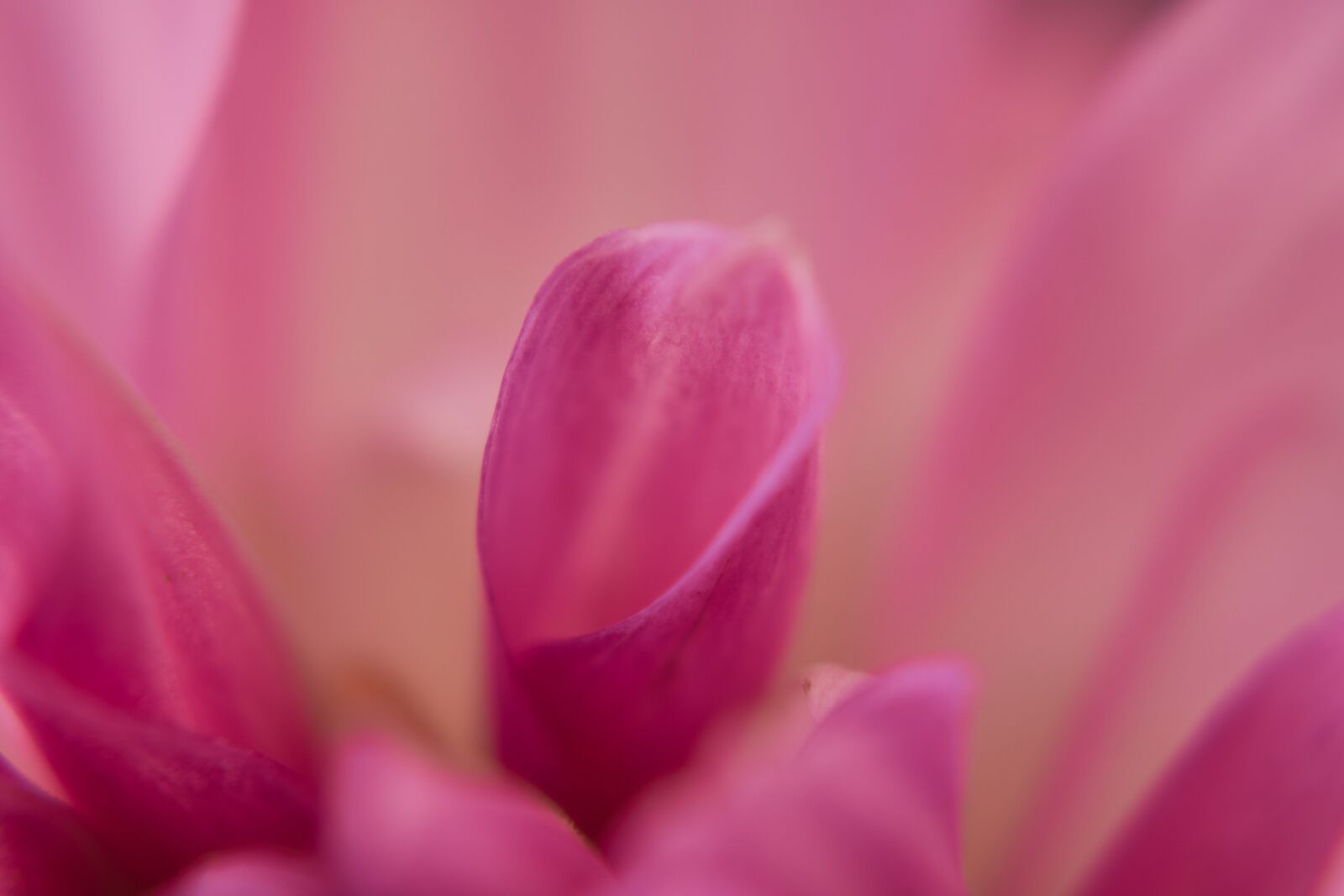Sony E 50mm F1.8 OSS sample photo. Dahlia, blossom, bloom photography