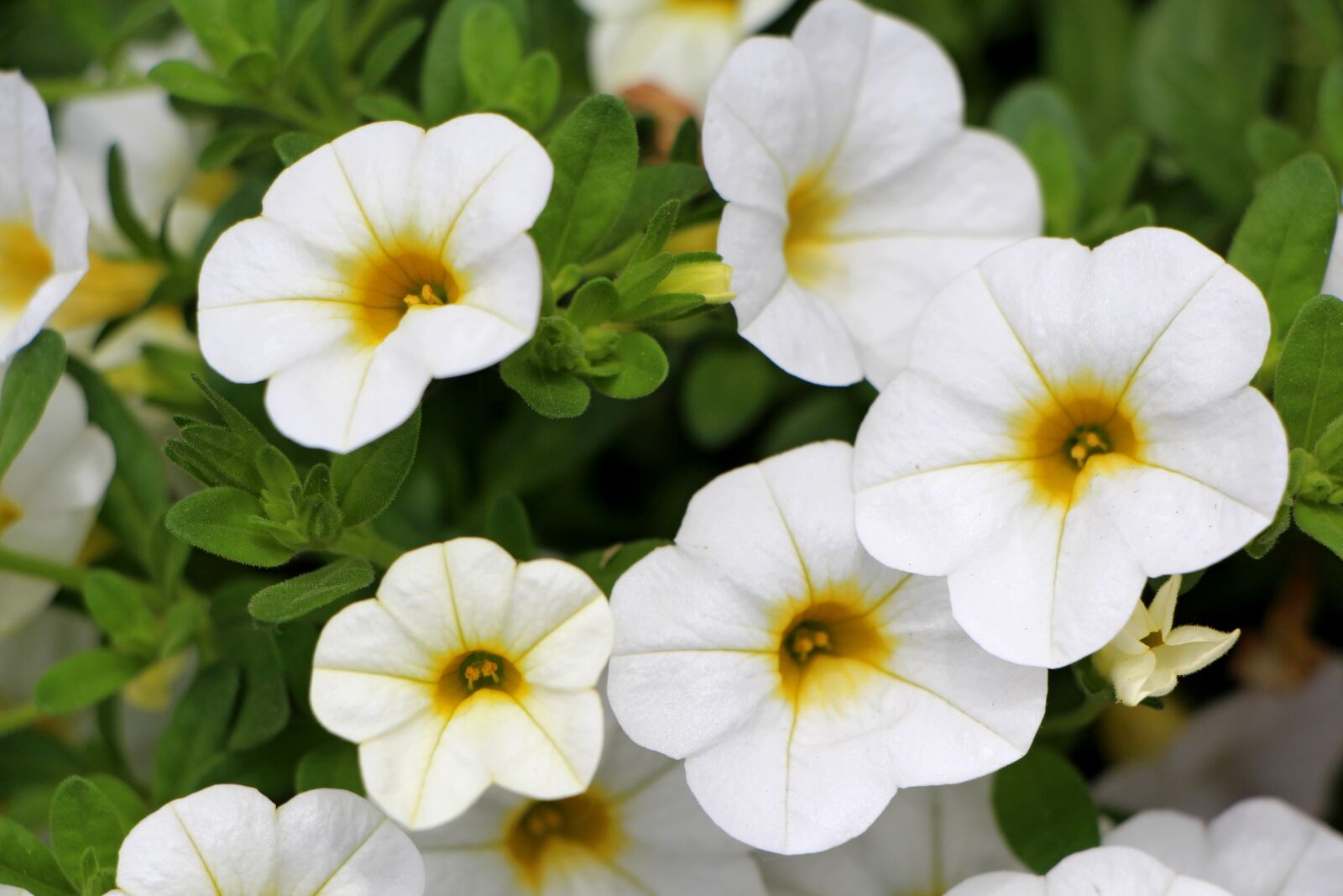 Canon EOS 650D (EOS Rebel T4i / EOS Kiss X6i) sample photo. Petunia, plants, flowers photography