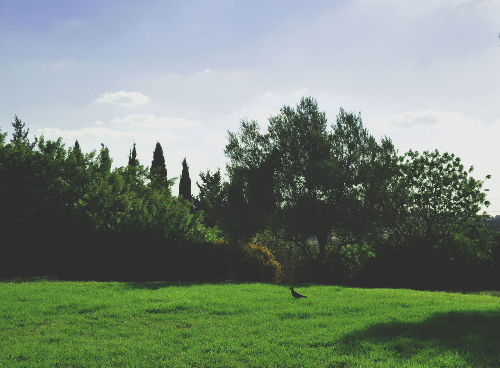 Nikon D90 sample photo. Bird, clouds, day, evergreen photography