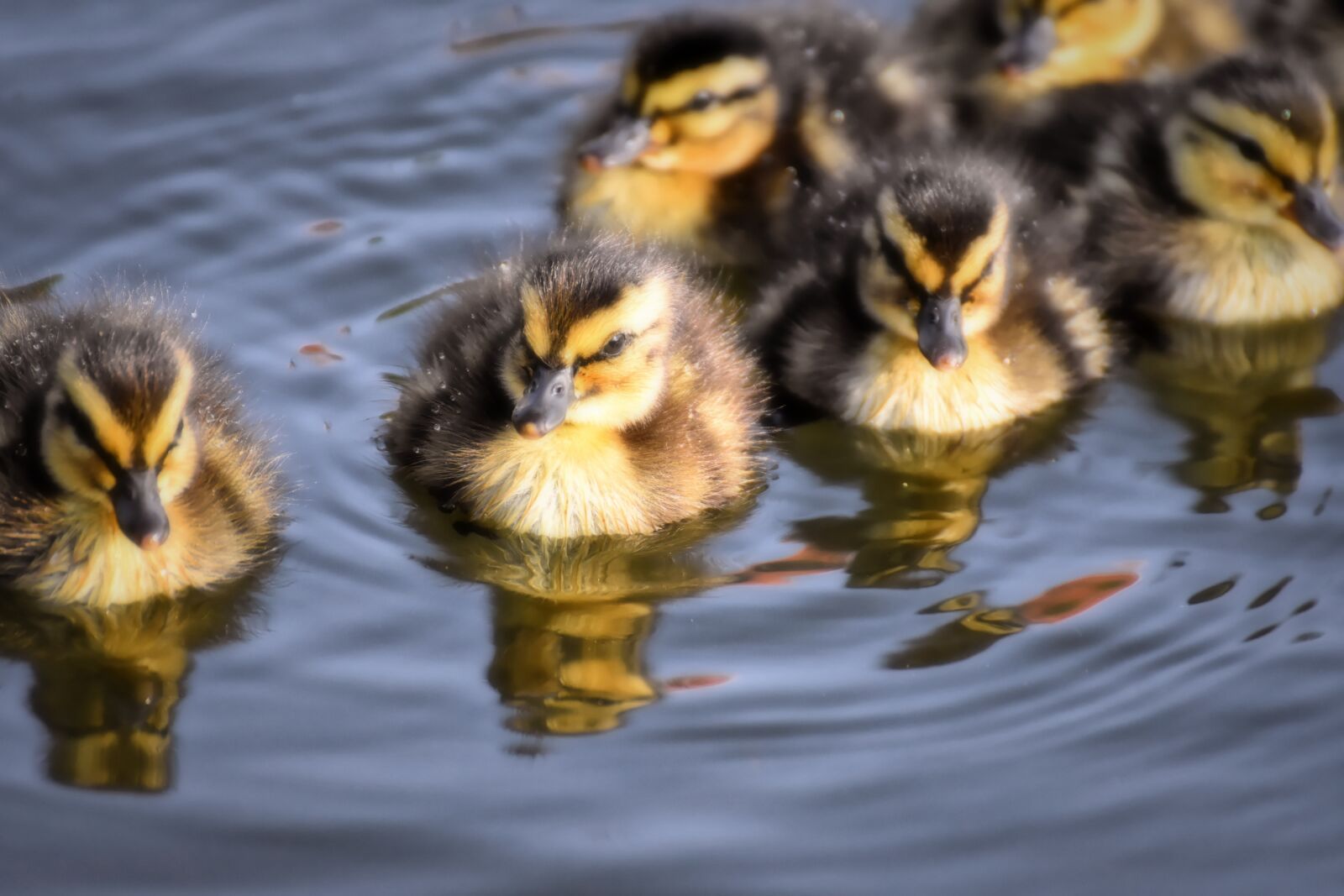 Nikon D7200 sample photo. Mallard, ducklings, duck photography