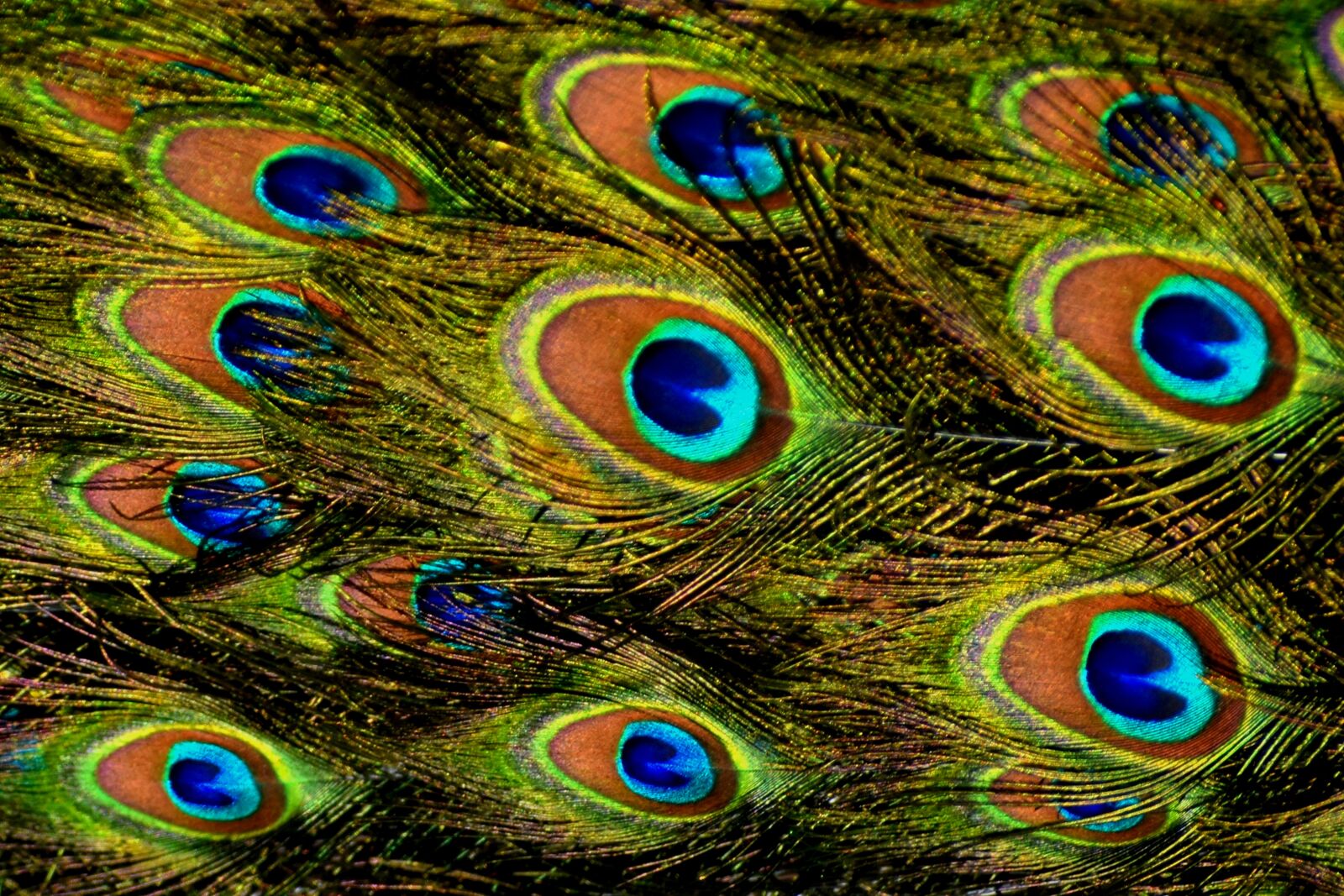 Nikon D3500 sample photo. Peacock, tail, feathers photography