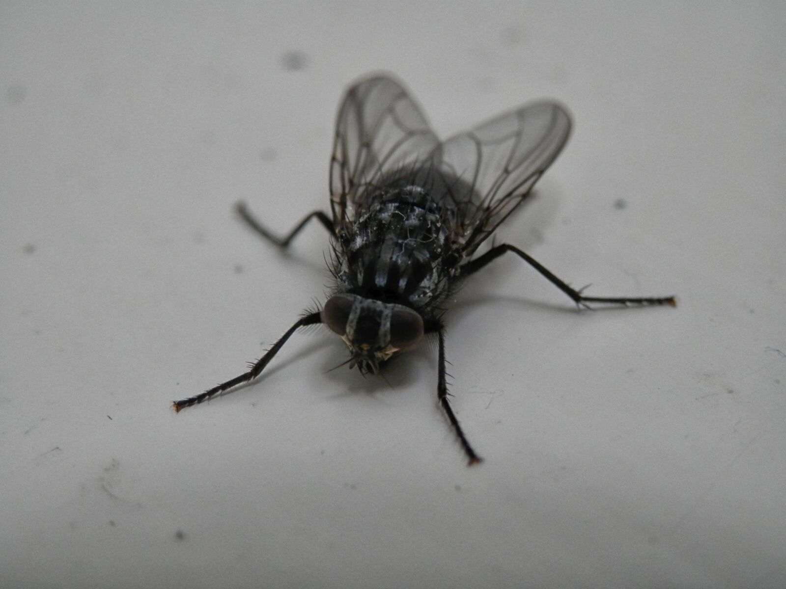 Olympus SZ-14 sample photo. Bluebottle, fly, insect photography