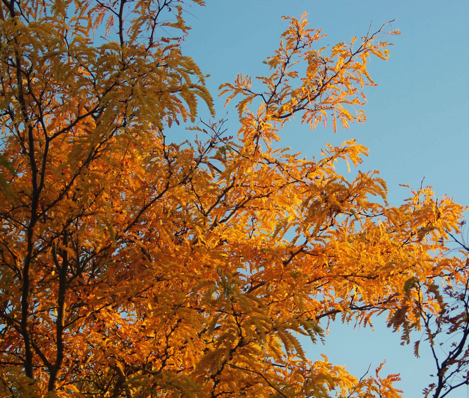 Pentax K-x sample photo. Autumn, golden, leaves photography