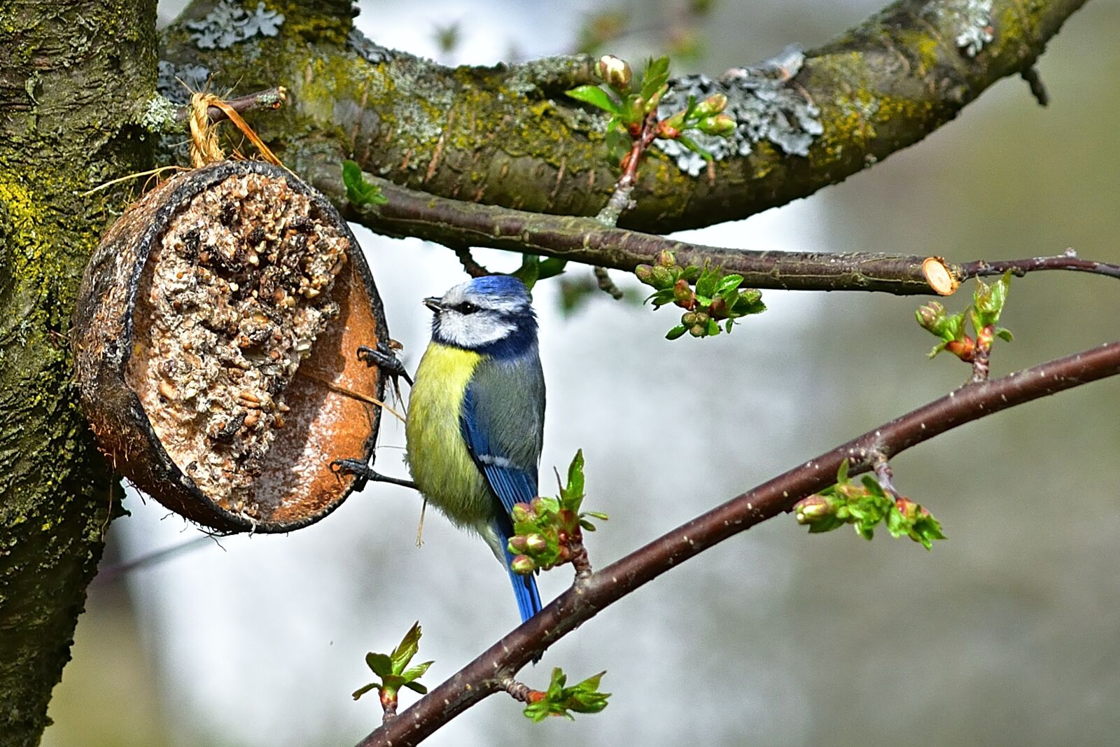 Nikon D5200 sample photo. Nature, garden, blue tit photography