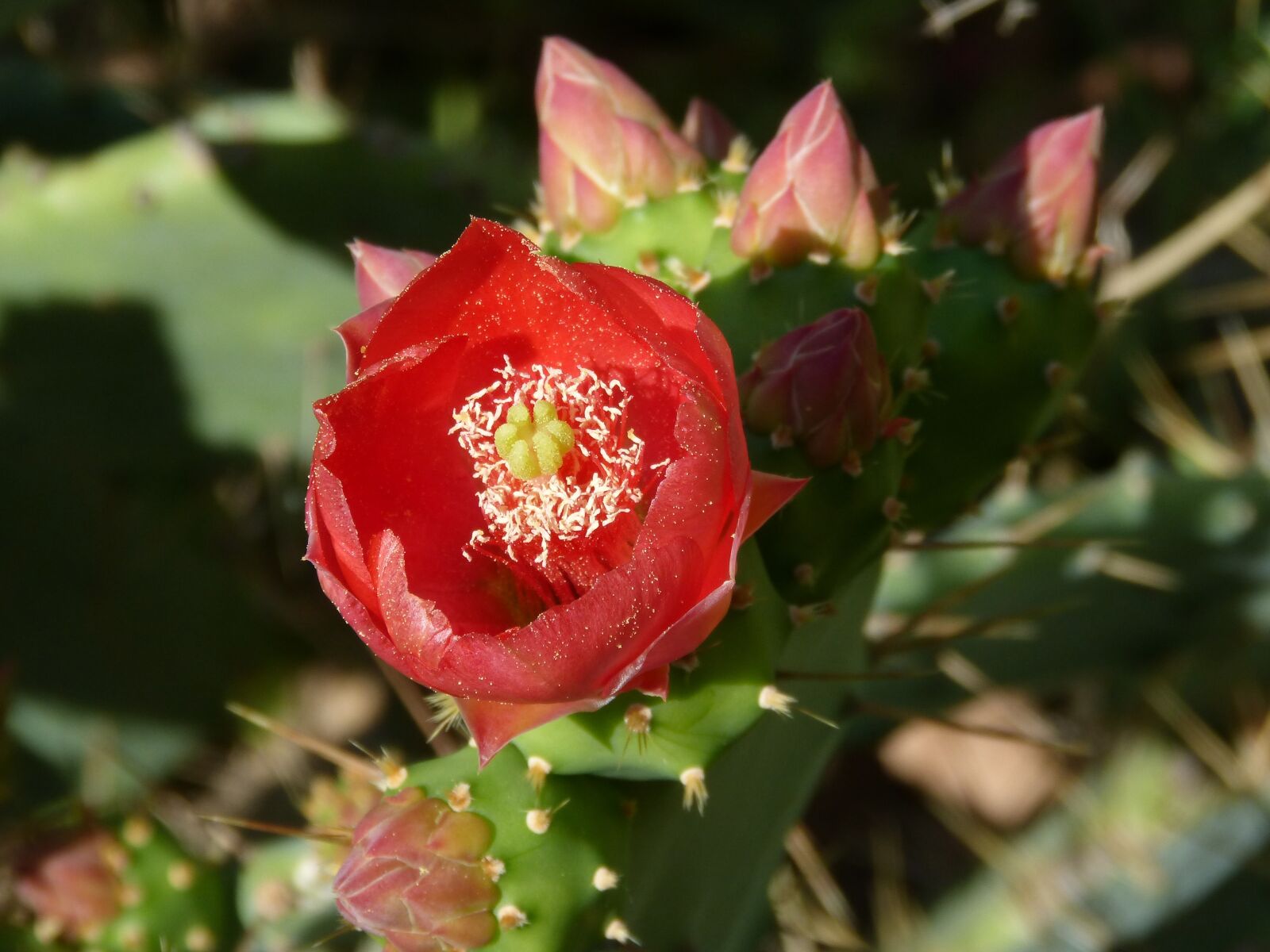 Panasonic DMC-FZ62 sample photo. Cactus, shovels, flower photography