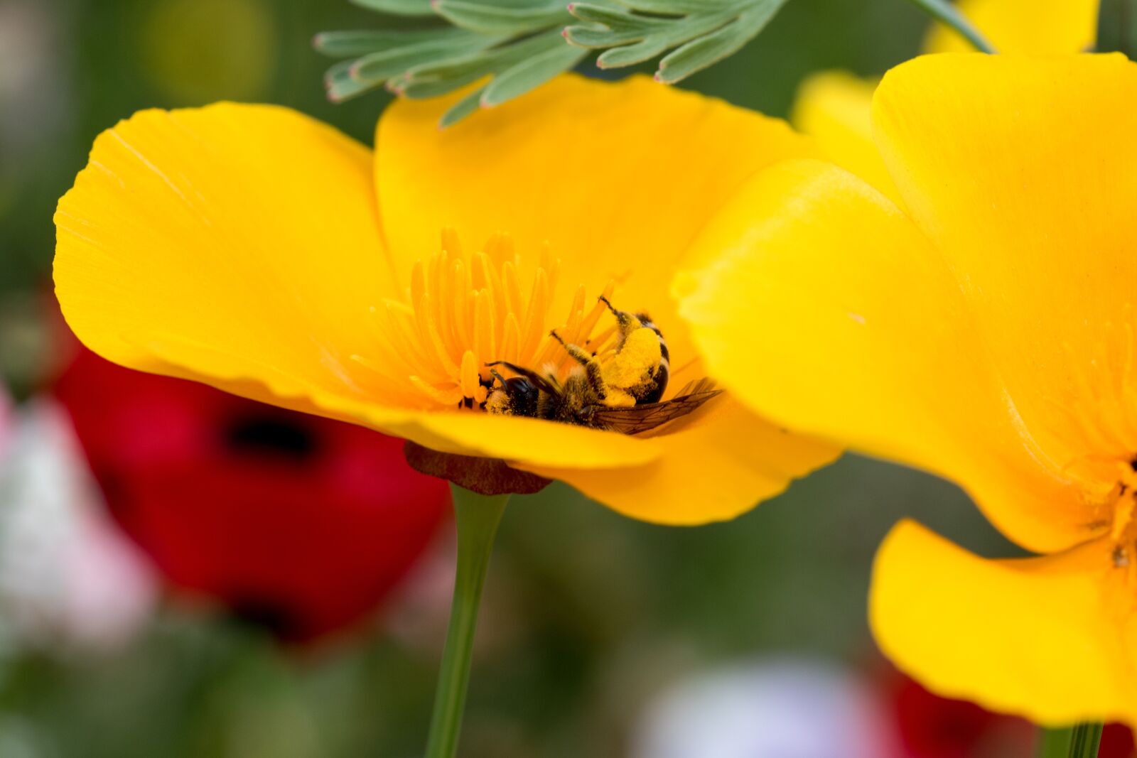 Canon EOS 7D Mark II sample photo. Bee, blossom, bloom photography
