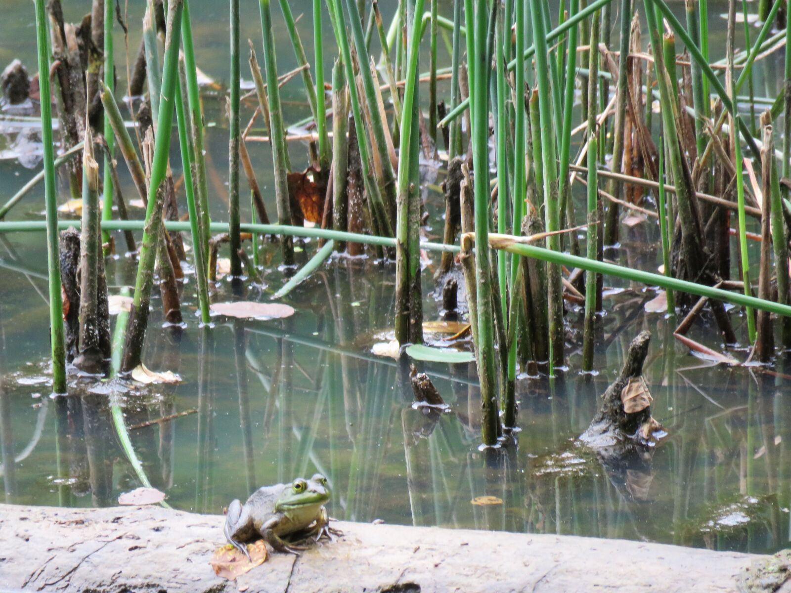 Canon PowerShot SX60 HS sample photo. Bullfrog, nature, amphibian photography