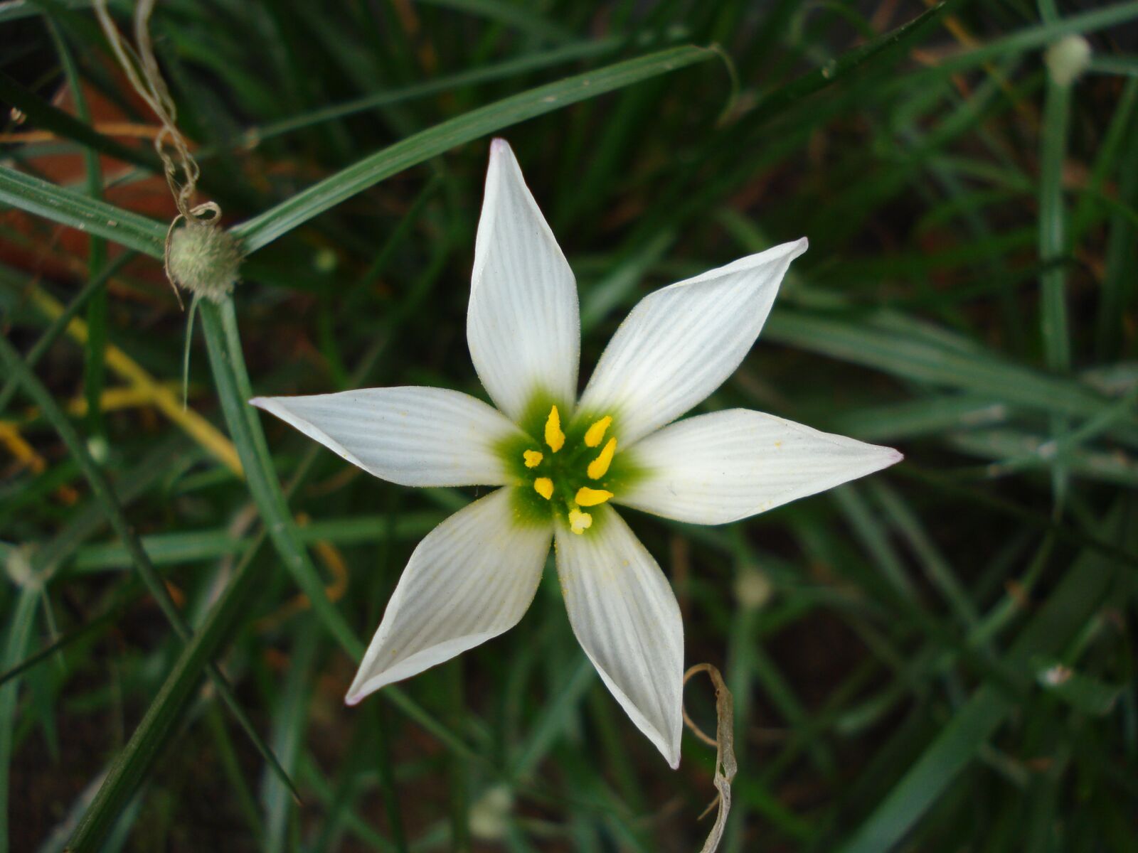 Sony DSC-W55 sample photo. Ornithogalum umbellatum, flower, nature photography
