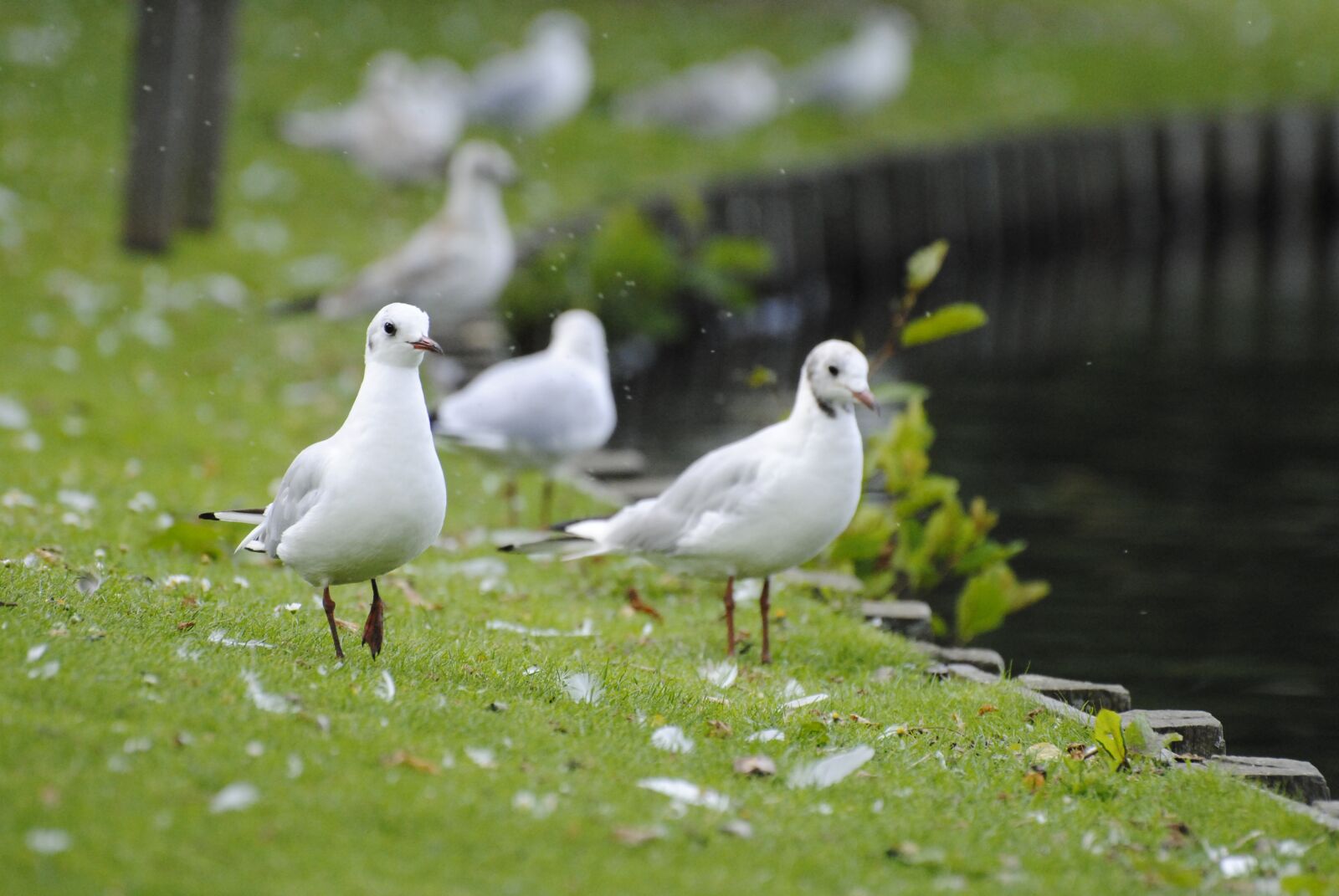 Nikon D3000 sample photo. Birds, green, animal photography