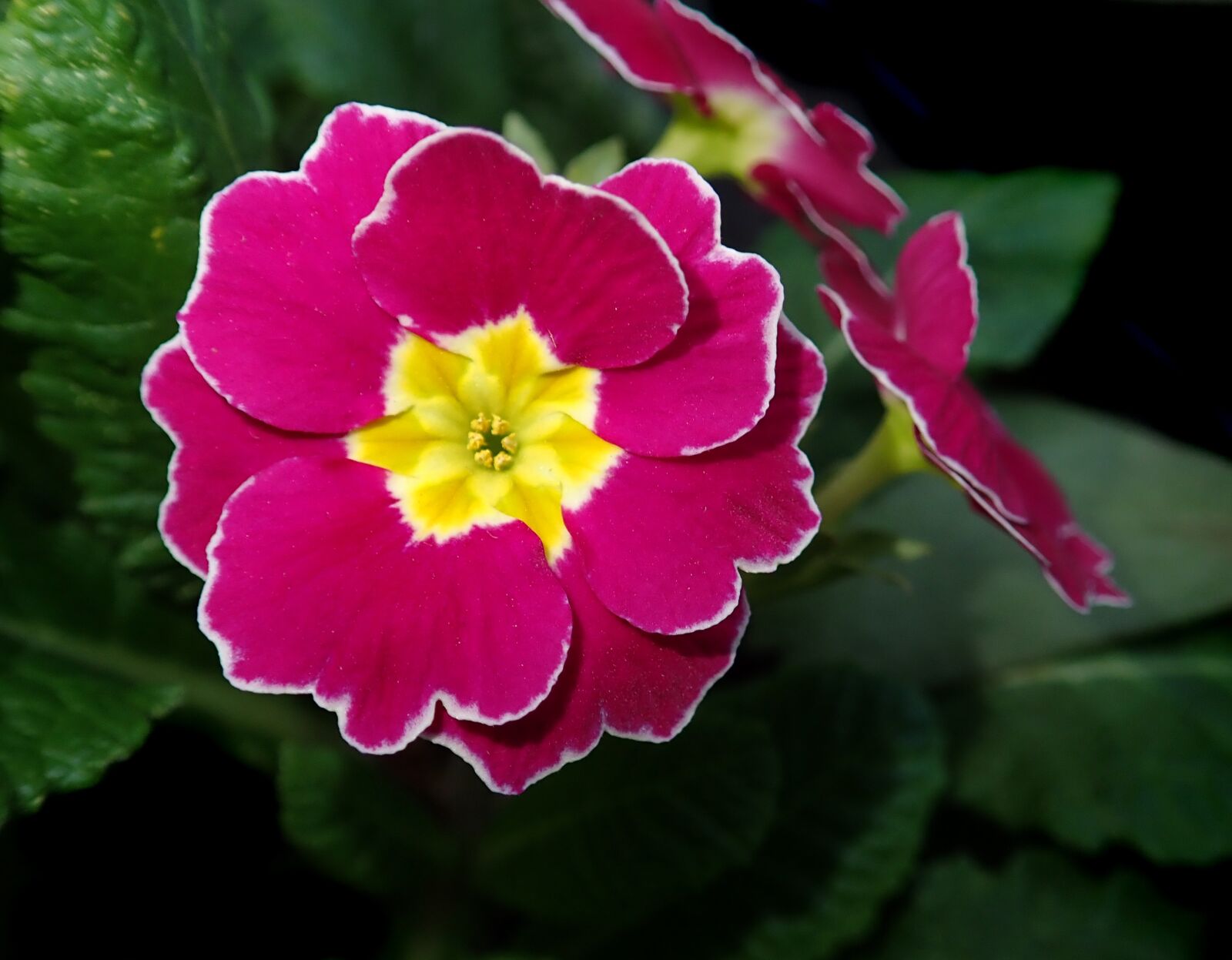 Olympus TG-5 sample photo. Pink polyanthus, primrose, flower photography