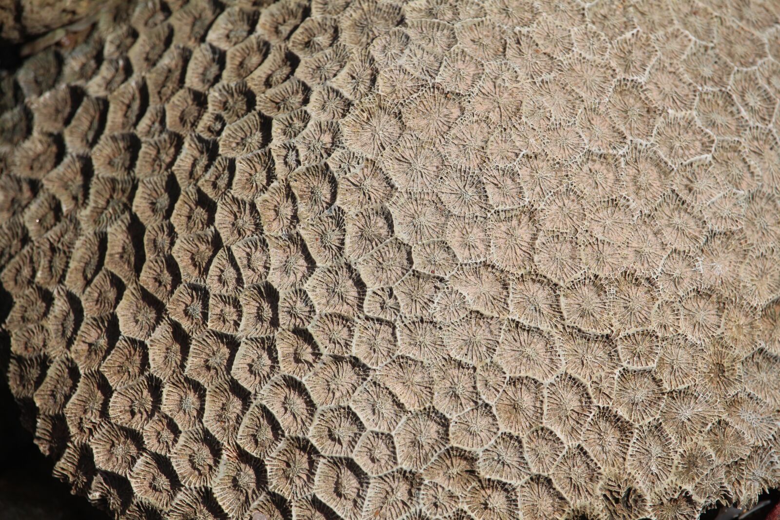 Canon EF-S 55-250mm F4-5.6 IS STM sample photo. Coral, texture, dead photography