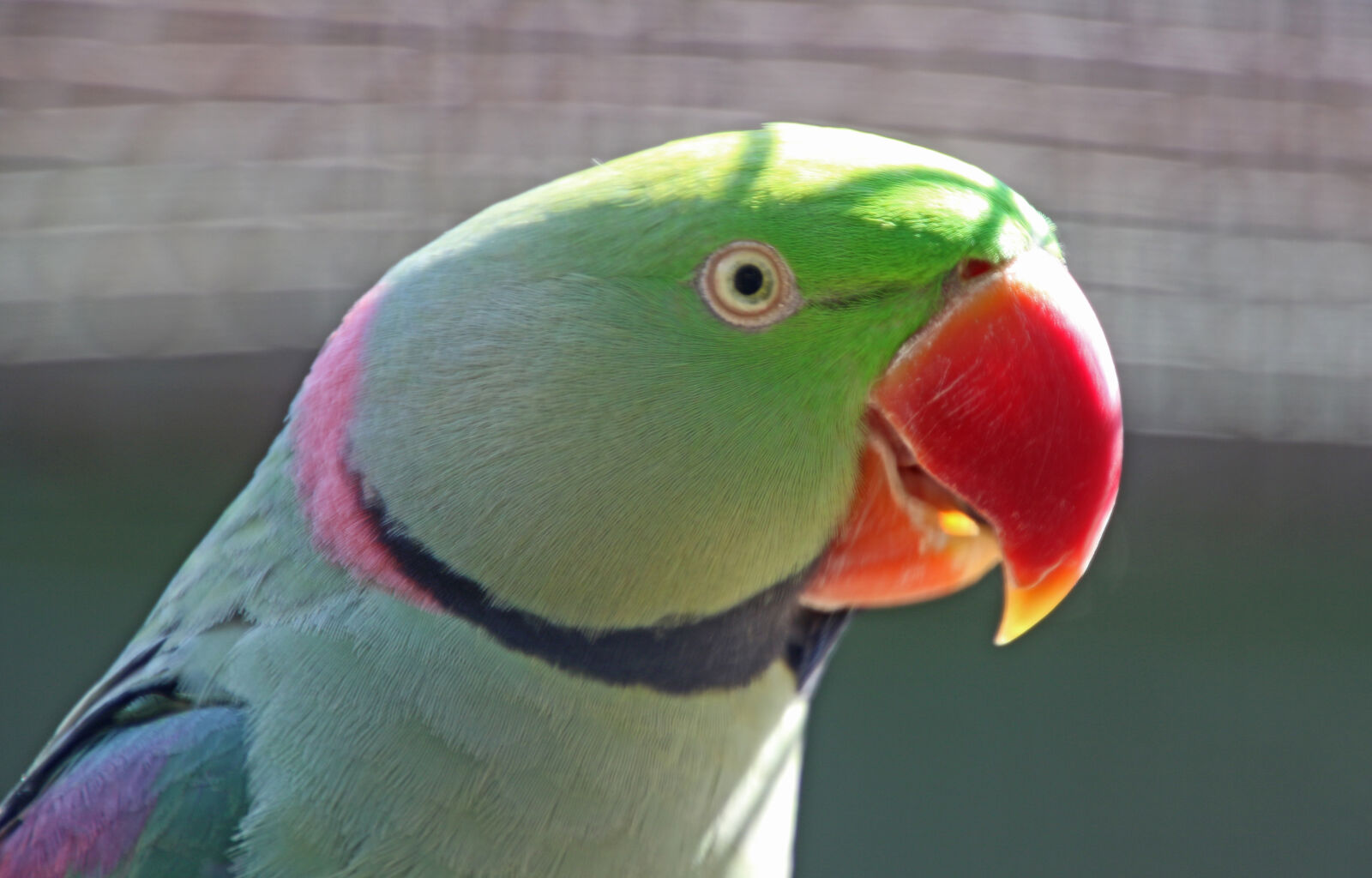 Canon EOS 7D Mark II sample photo. Animal, beak, bird, bright photography