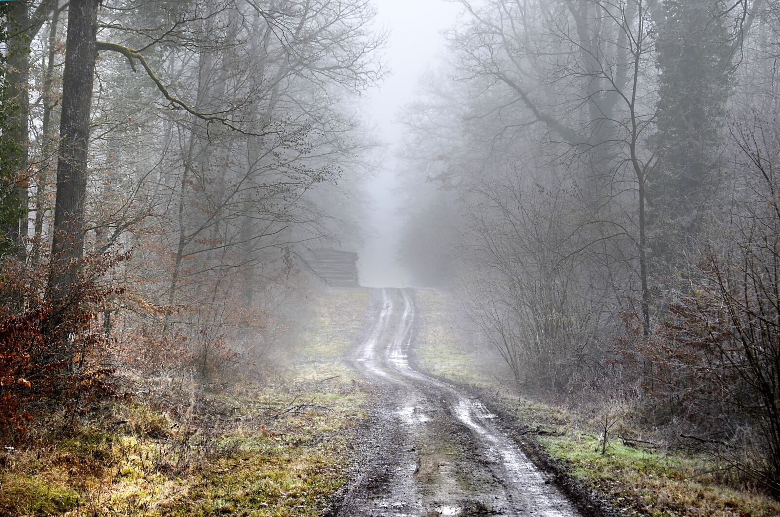 Nikon D5100 sample photo. Forest, path, winter photography