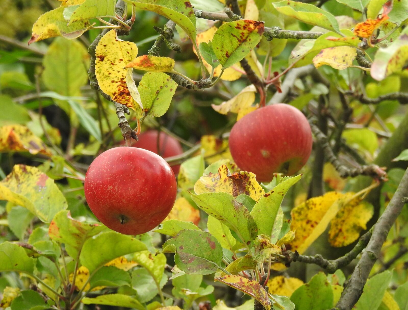 Nikon Coolpix P900 sample photo. Apple, red apple, autumn photography