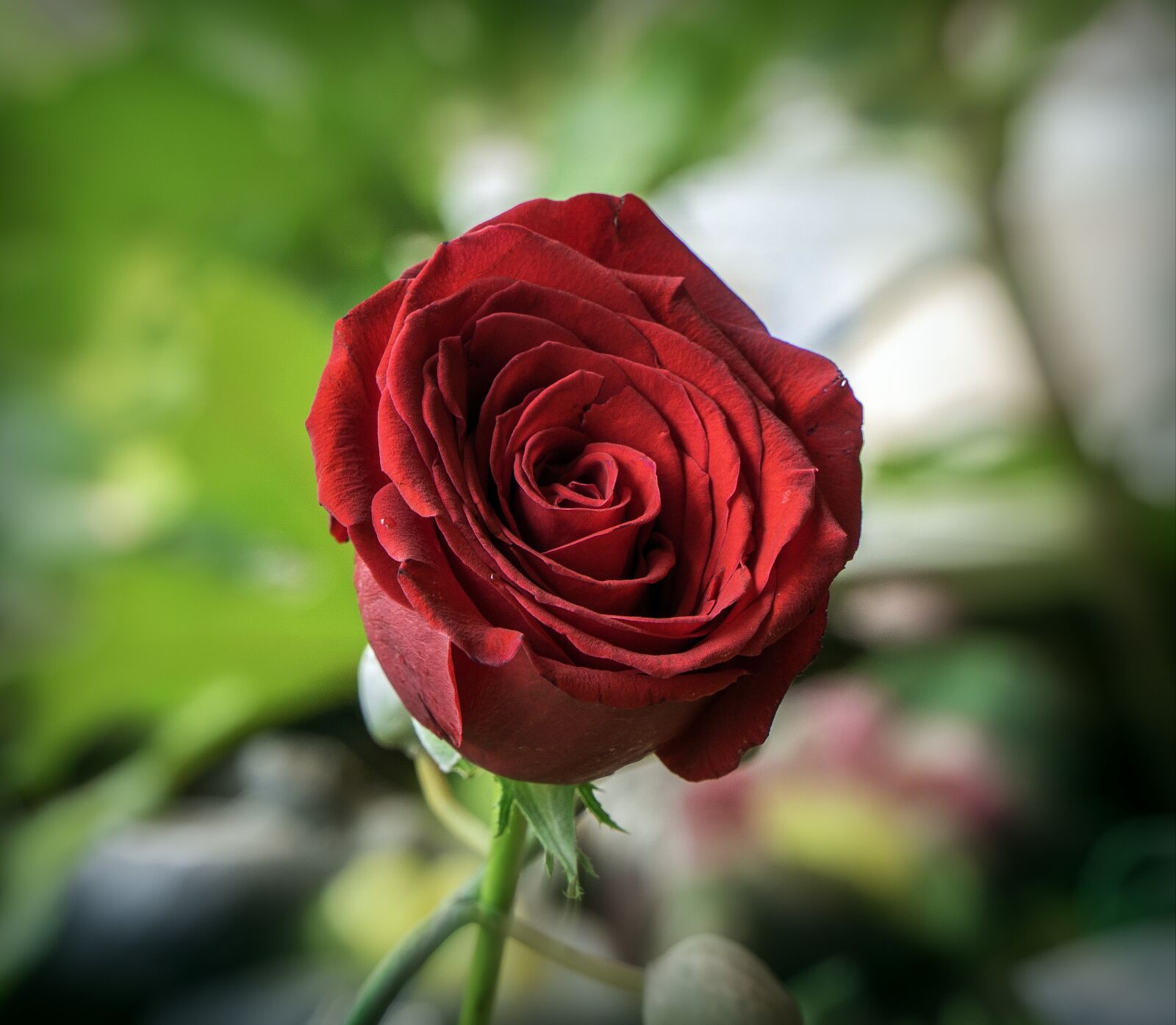 Sony a6000 + Sony E PZ 18-105mm F4 G OSS sample photo. Sant jordi, rosa, flower photography